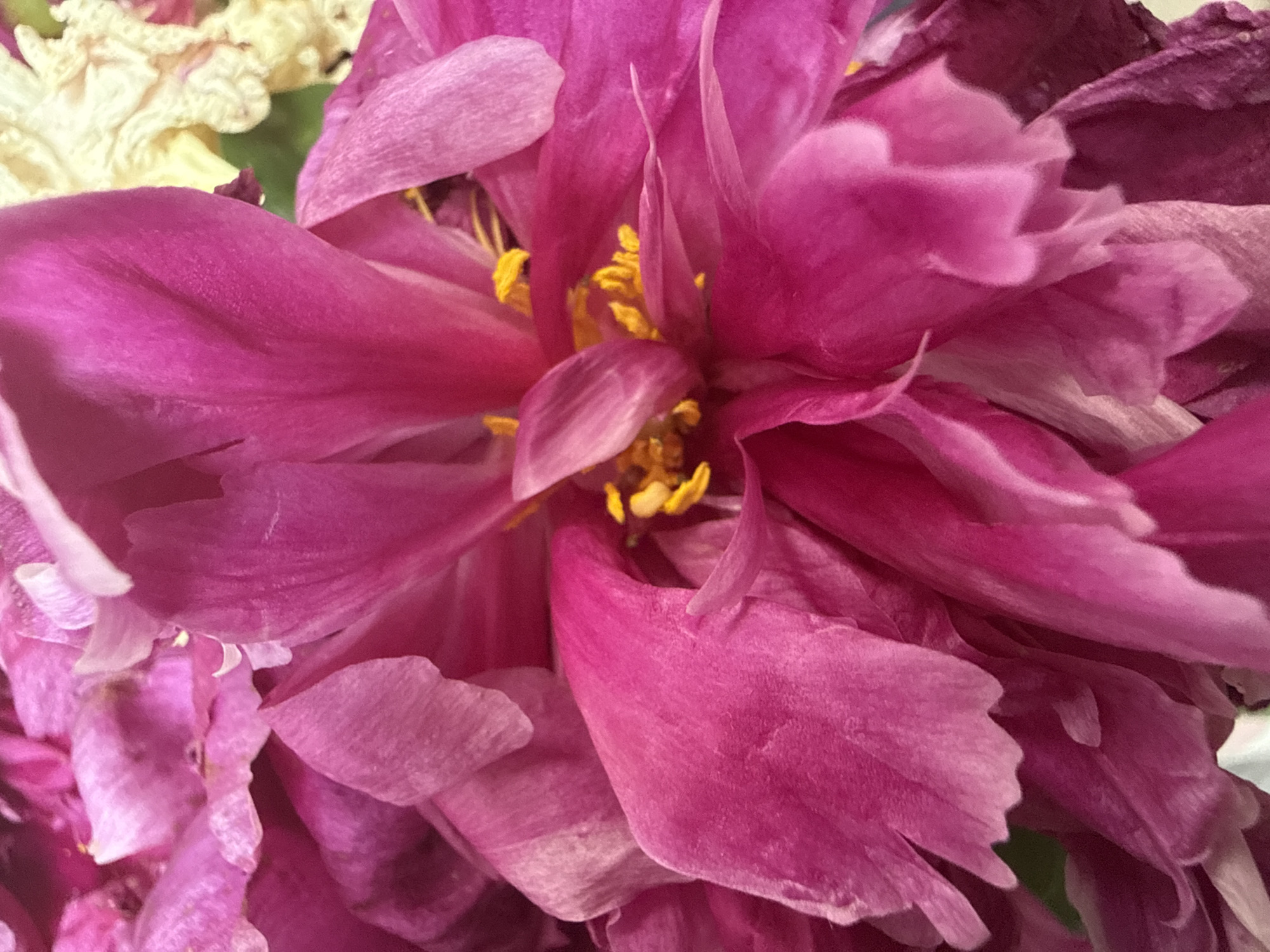 A close-up, macro photograph captures the vibrant, layered petals of a bright pink peony flower. The petals are soft and delicate, with some appearing slightly wilted, creating a textured and intimate view of the bloom. In the center of the flower, bright yellow stamens are visible, adding a contrasting pop of color to the predominantly pink and fuchsia tones. A hint of a pale yellow, possibly dried flower, is visible in the upper right background. The lighting is soft, highlighting the subtle variations in color and texture of the petals. There is no discernible indication of the image's location within Moscow, Russia.