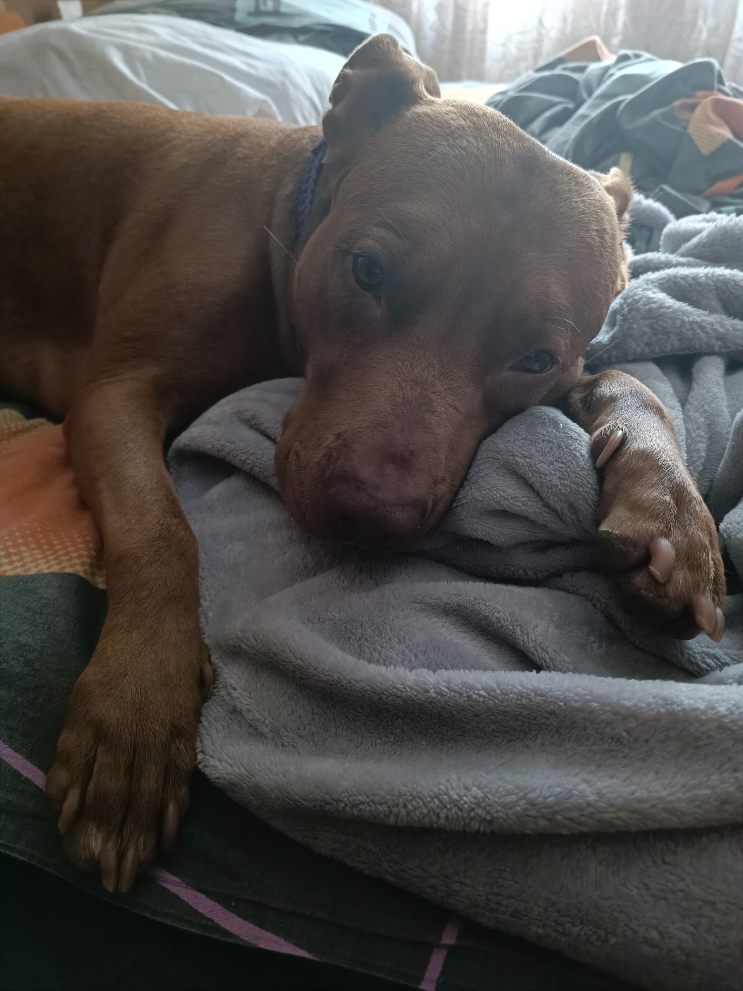 A brown pit bull dog is lying on a bed, resting its head on a plush gray blanket. The dog has a blue collar around its neck and is looking towards the camera with a relaxed expression. The bed appears to be covered with various blankets and pillows, with some patterned fabric visible beneath the dog. The scene is indoors, likely in a bedroom, with natural light coming from a window in the background.