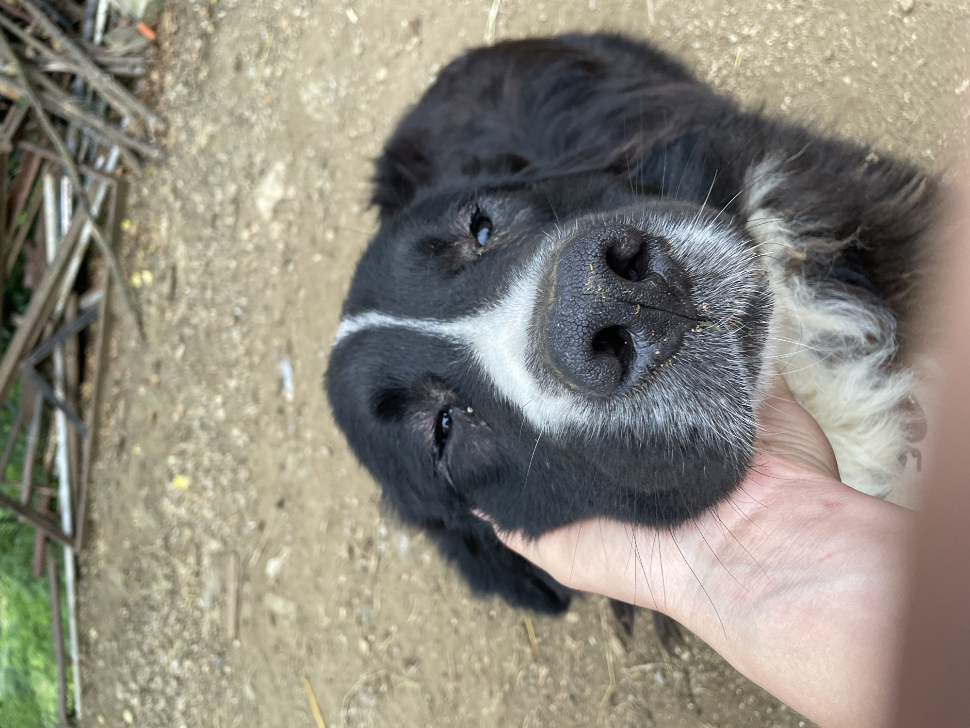 A close-up, low-angle, outdoor shot shows a black and white dog being petted by a human hand in Zlatograd, Bulgaria. The dog's face is mostly in focus, with its black nose and white muzzle prominent. The dog's eyes are partially closed, and its fur is black with white markings on its face and chest. The human hand, with visible skin texture and some red marks, is gently holding the dog's cheek. The background is out of focus, showing a dusty, dirt ground with scattered straw and some wooden structures and greenery in the distance, typical of a rural or backyard setting in Zlatograd. The overall impression is one of affection and tenderness between the person and the dog.