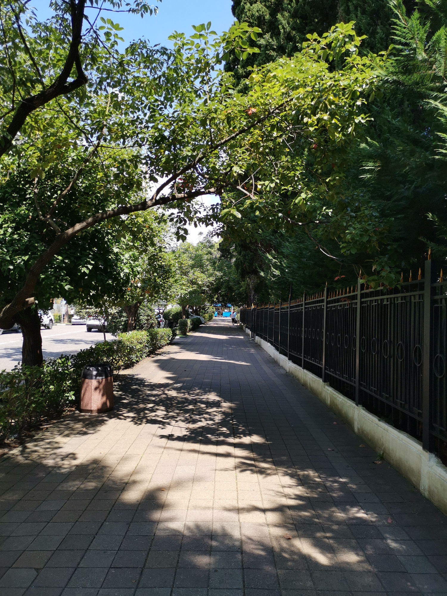 The image depicts a tree-lined pedestrian sidewalk adjacent to a street in Sochi, Russia. The sidewalk is paved with gray square tiles, and dappled sunlight casts shadows from the trees onto the pavement. To the left of the sidewalk, a street with parked cars and a moving vehicle is visible. A cylindrical trash bin with a speckled brown exterior is placed near the edge of the sidewalk. A low, manicured hedge runs along the border between the sidewalk and the street. On the right side of the sidewalk, a black wrought-iron fence with pointed finials separates the walkway from an unseen area. Behind the fence, dense green foliage is visible. The sky is clear and blue, indicating a sunny day. In the distance, more trees and buildings can be discerned. The overall impression is one of a well-maintained urban environment with ample greenery.