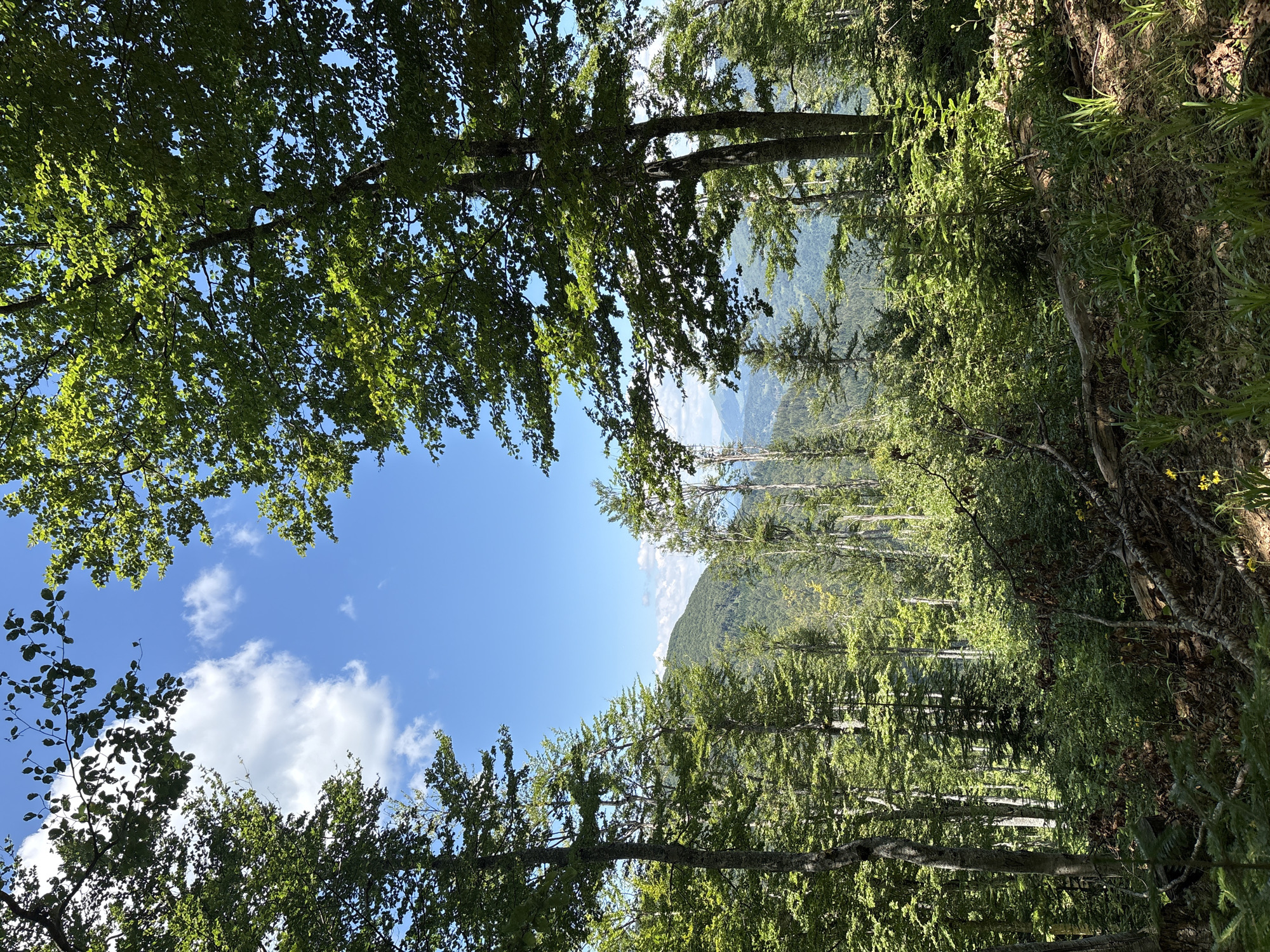 The image depicts a sunlit forest scene with a clear blue sky and scattered white clouds visible through the canopy. Tall, deciduous trees with lush green leaves dominate the foreground and frame the view of a distant mountain range. The forest floor is covered with fallen branches, dry leaves, and some green foliage. The overall impression is one of a natural, undeveloped landscape. The location is identified as Katun Vulića, Montenegro. There are no people or animals visible in the image.