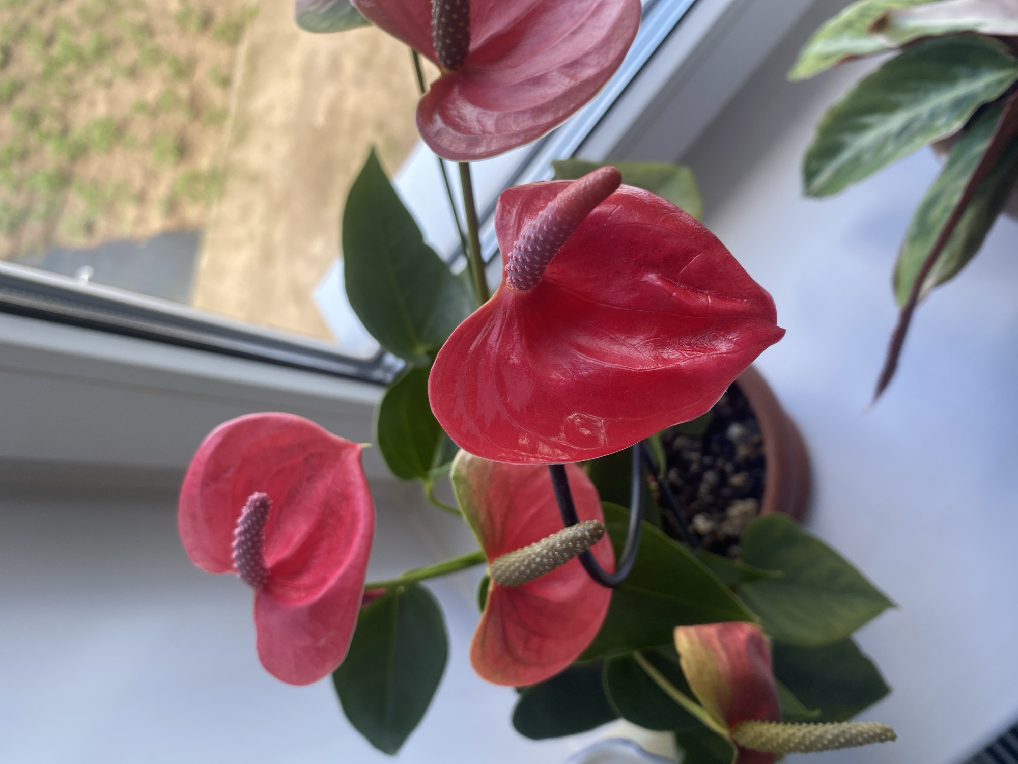 This is a close-up, eye-level photograph of a vibrant pink Anthurium plant with several blooms and green leaves. The plant is in a brown pot filled with dark soil and is positioned on a white windowsill. In the background, through a window, a blurred outdoor scene is visible with dry, brown earth and sparse green vegetation, suggestive of a field or undeveloped area. The scene is indoors, by a window, likely in a residential setting in Chaikovsky, Russia, given the prompt. No people or specific actions are depicted.