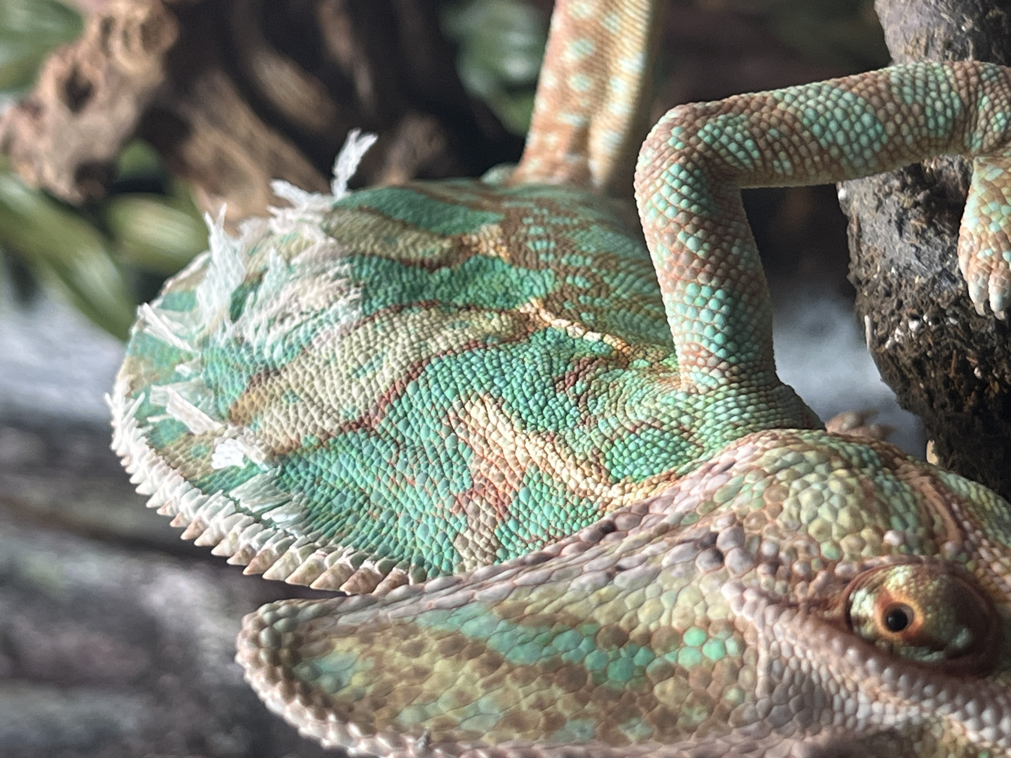 A close-up image depicts a chameleon, characterized by its patterned skin in shades of green, brown, and tan. The chameleon is perched on a branch, with its eye visible. Its skin appears to be shedding along its dorsal ridge. The background consists of foliage and a section of the branch.
There is no indication of the location being Moscow, Russia.