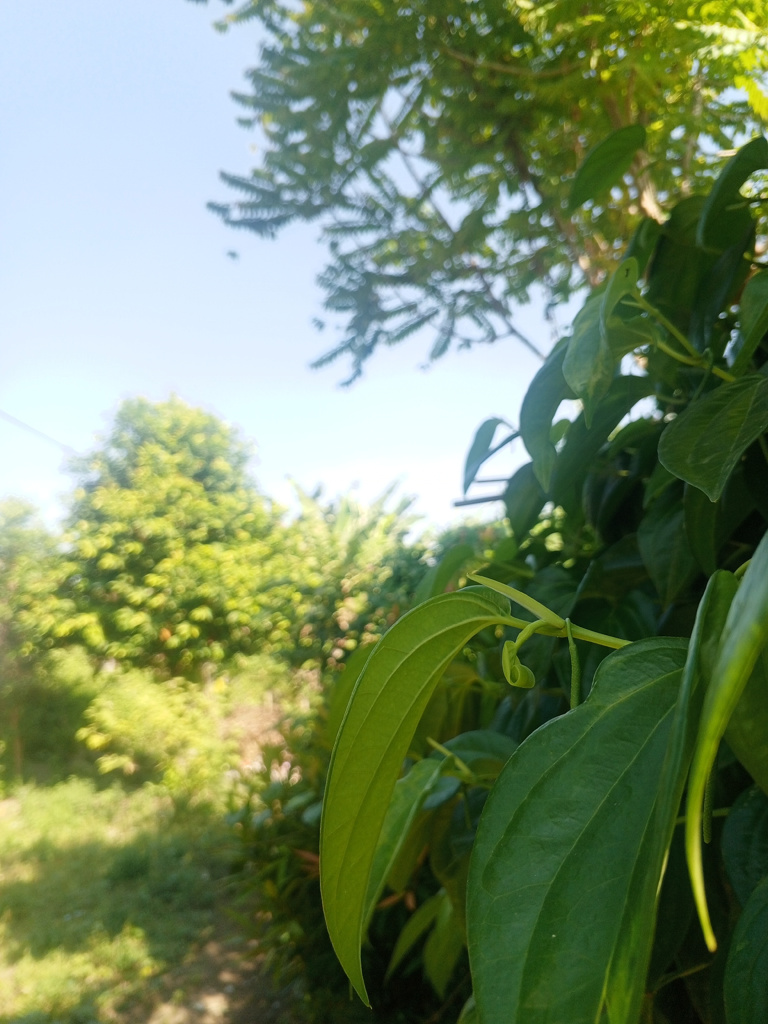 A close-up, outdoor, horizontal shot captures a bright, sunny day in Sumbersari, Indonesia. In the foreground, lush green leaves of a vine dominate the right side of the frame, with one large leaf in sharp focus. The background is softly blurred, revealing a vibrant green canopy of trees and foliage, interspersed with areas of bright sunlight. The sky is a clear, pale blue. The scene depicts a natural outdoor environment likely in a residential area or garden within the city. There are no people or animals visible in the image.