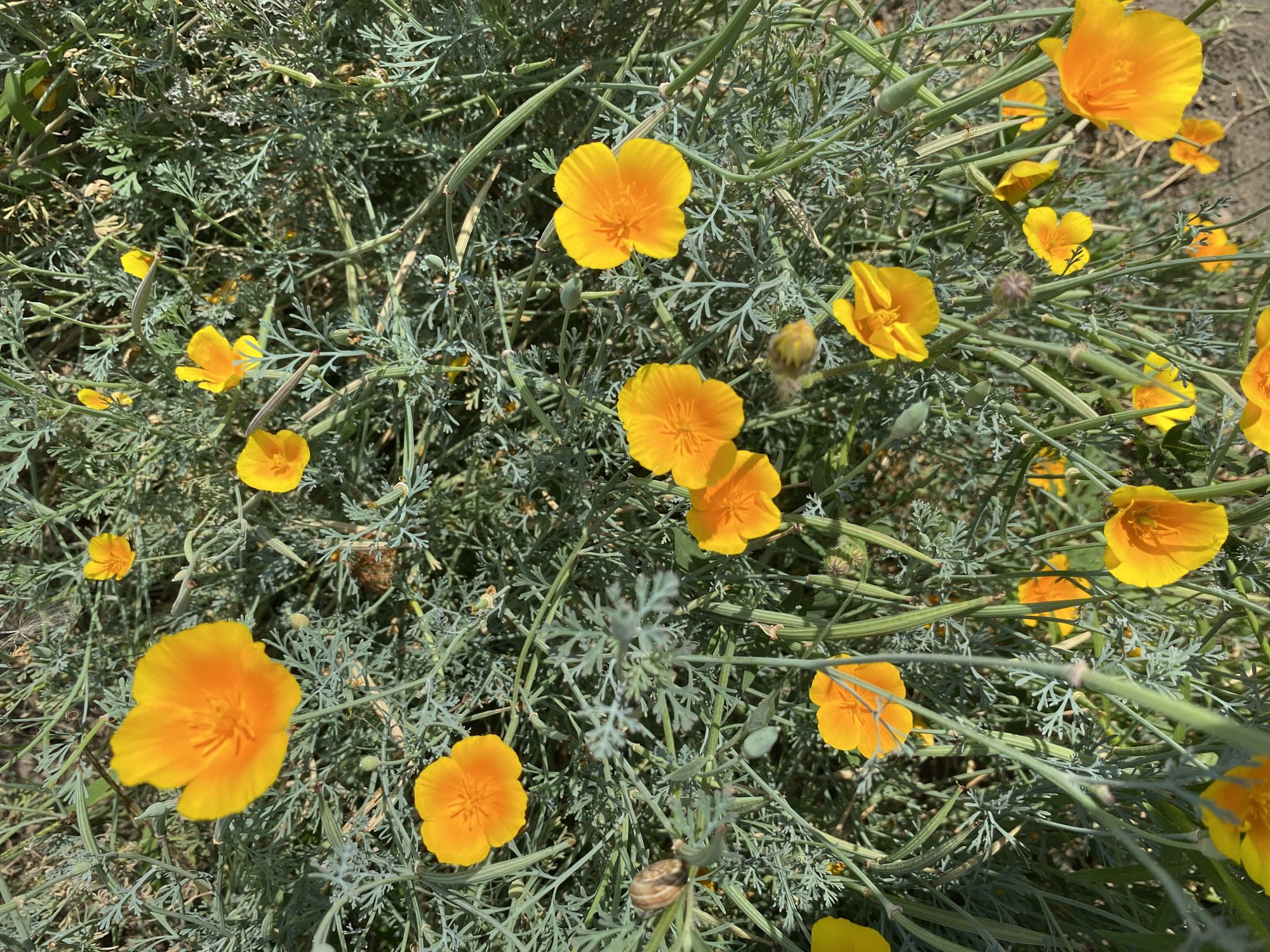 The image is a close-up, high-angle shot of a cluster of California poppy flowers (Eschscholzia californica) growing in a garden. The flowers are a vibrant orange and yellow, with delicate, crinkled petals. They are surrounded by feathery, gray-green foliage and long, slender seed pods. The background is a blur of green and brown, suggesting a natural or somewhat uncultivated environment. The lighting is bright, with shadows indicating a sunny day. There are no people or animals clearly visible in the image, though there is a small snail on a stem in the lower left quadrant. The scene depicts a natural display of blooming flowers. The location is identified as Ventsy, Russia.