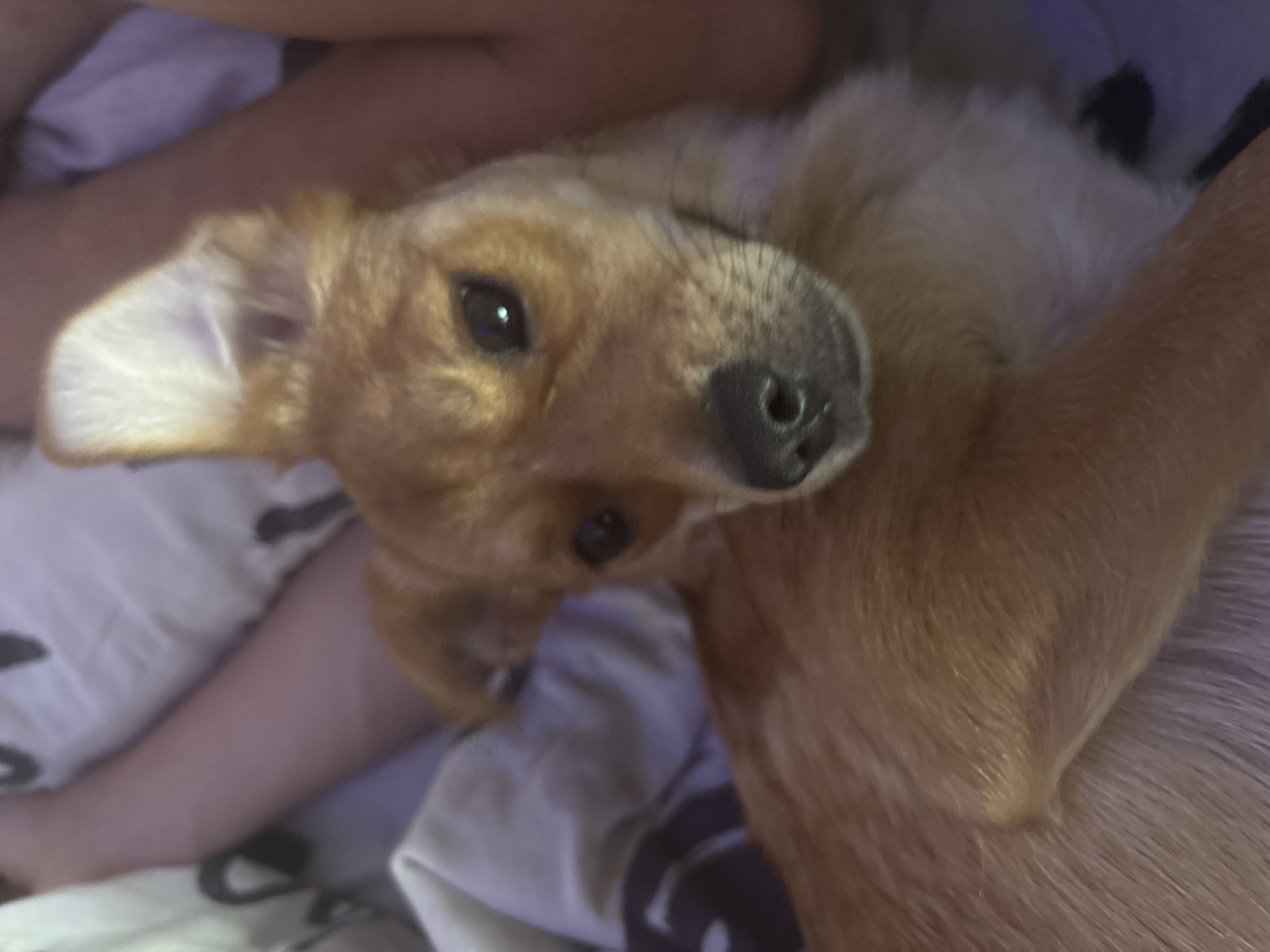 A close-up, dimly lit shot shows a small, tan dog with one ear perked up and the other flopped down. The dog is lying down, nestled against a person's arm and leg, covered by a patterned blanket or sheet. The background is blurred and indistinct, with hints of purple light. The setting appears to be indoors, possibly a bedroom, and the overall mood is intimate and relaxed.