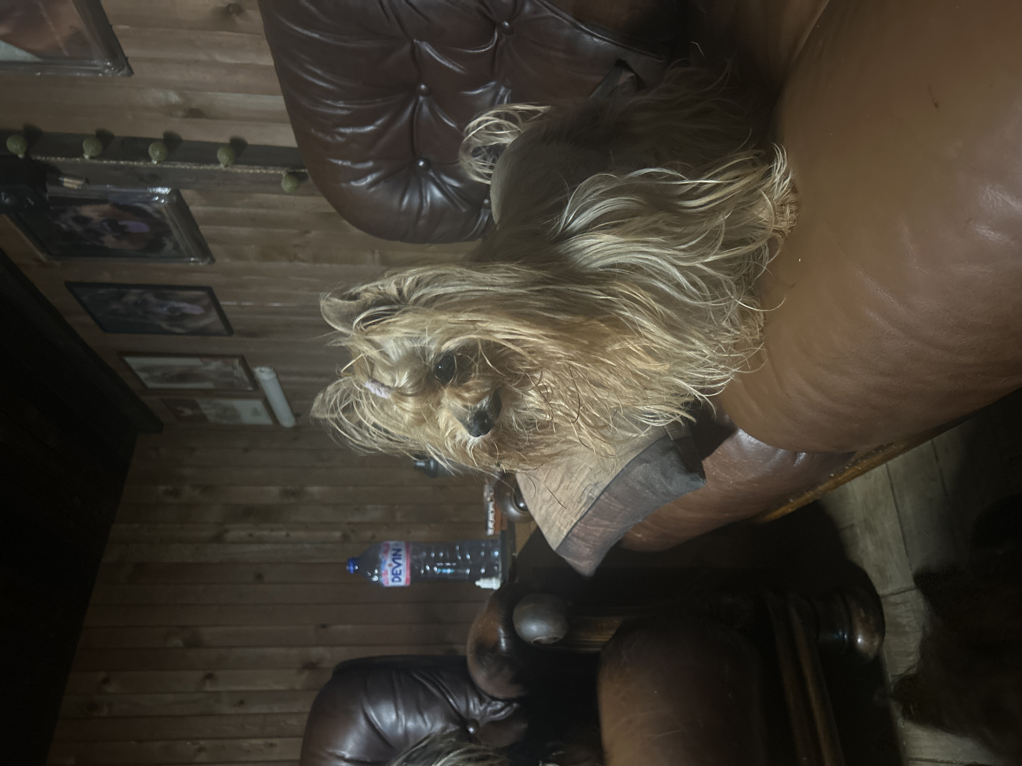 A small, tan-colored dog with long, shaggy fur is resting on a large, brown leather couch. The dog is positioned near the armrest of the couch, with its head turned slightly towards the camera. Behind the couch, the wall is covered in wood paneling. A shelf runs along the wall, holding several framed pictures and other small decorative items. A bottle of water is placed on the floor. The city of Unknown, Unknown is not discernible in the image.
