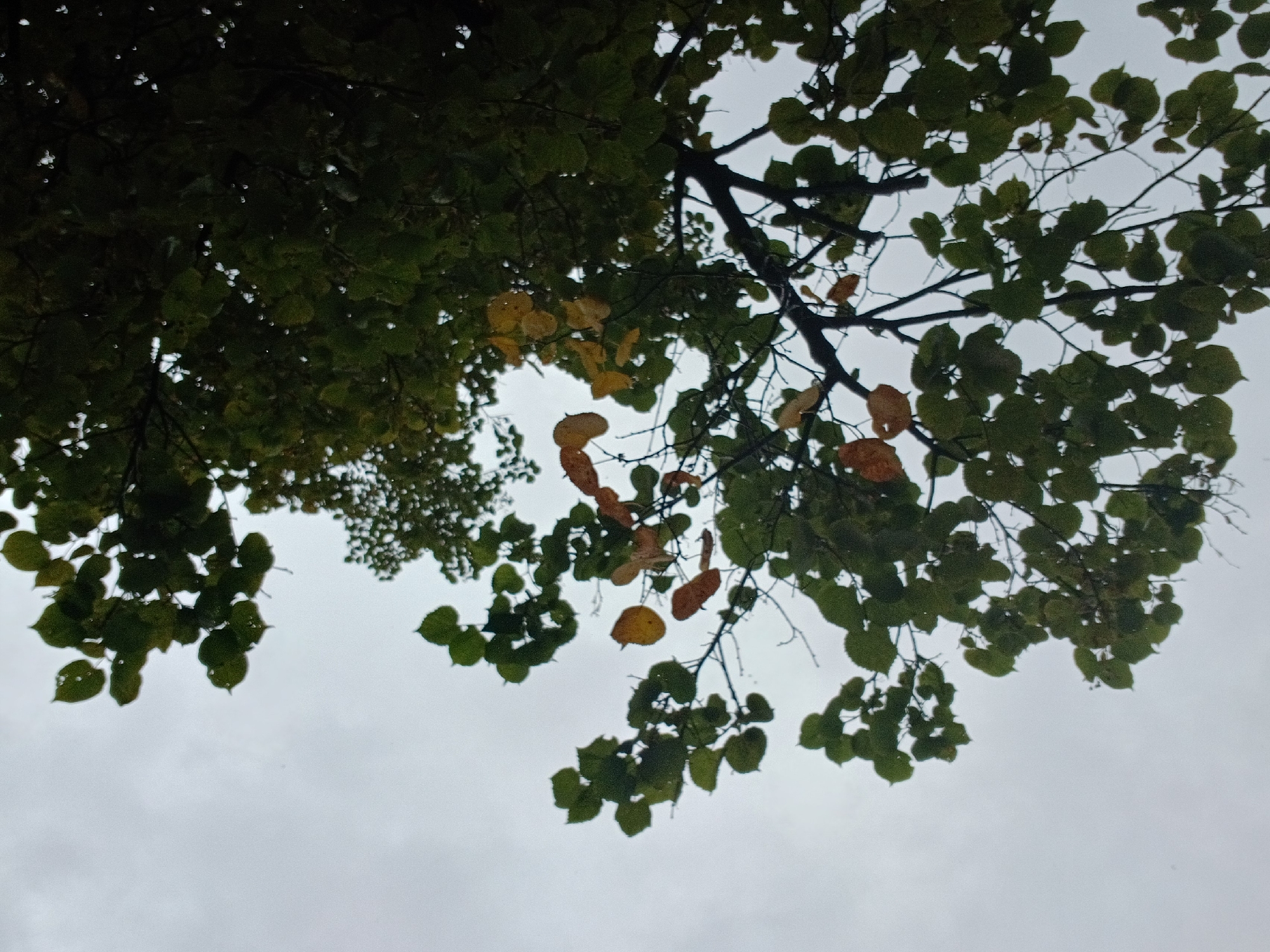 The image shows a low-angle view looking up at the canopy of a tree against an overcast sky. The leaves are predominantly green, with some starting to turn yellow and orange, suggesting an autumnal setting. The branches are bare in places, with the foliage concentrated on the upper parts of the tree. There are visible water droplets on some of the leaves, indicating recent rain or dew. The sky is a uniform grey, devoid of any distinct features. The image appears to be a candid shot, focusing on the natural elements of the tree and sky. There are no people, animals, or man-made structures visible in the frame.