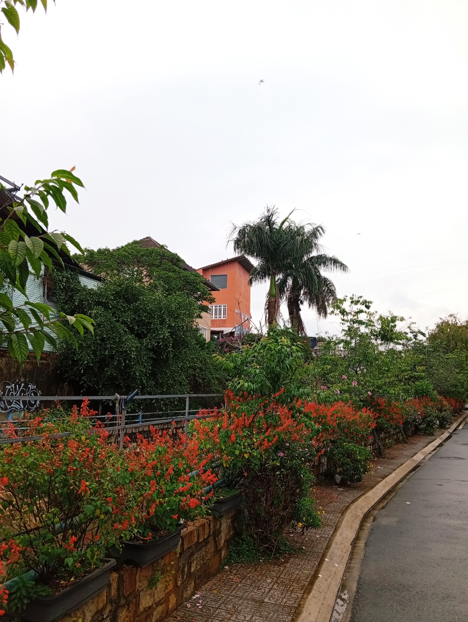The image depicts a street scene in Da Lat, Vietnam. The foreground features a row of potted red flowering plants lining the edge of a sidewalk, bordering an asphalt road. Beyond the plants, a weathered brick wall and metal railing run along the sidewalk. Behind the railing, a dense cluster of green foliage obscures much of the buildings, though parts of two structures are visible. One is painted light blue, and the other is a vibrant orange. A tall palm tree rises amidst the foliage. The sky is overcast, suggesting a cloudy day. A small bird is visible in the sky. Graffiti appears on a wall behind the railing, partially obscured by foliage.