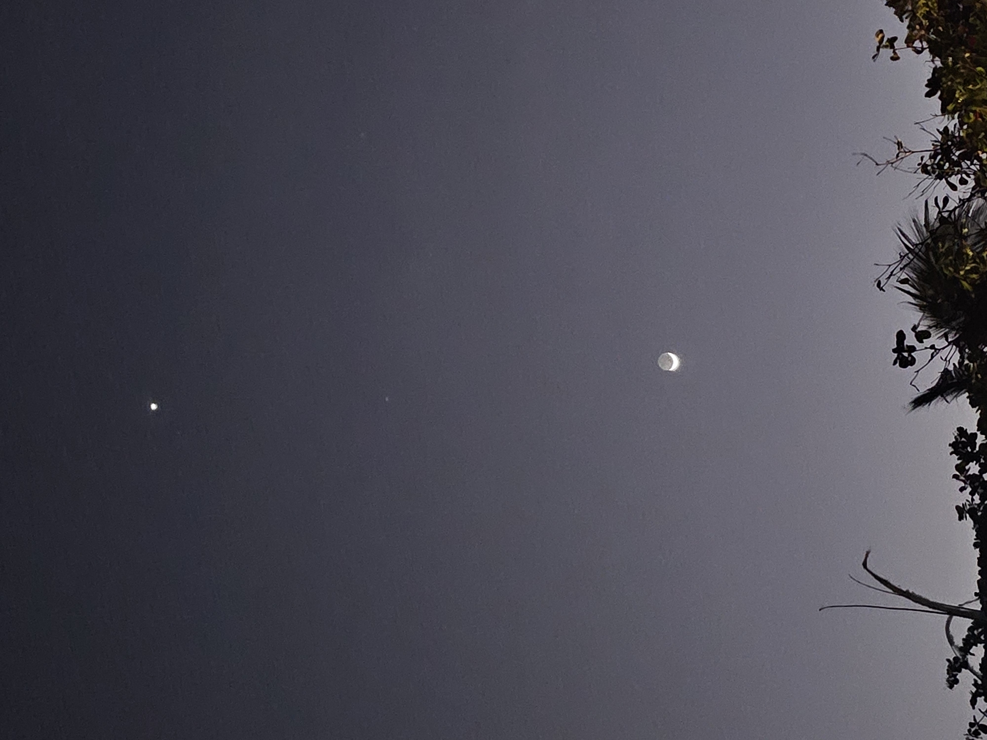 The image shows a crescent moon and a bright celestial object, possibly a planet or a star, in a dark sky. The bottom of the image is filled with the silhouettes of trees and foliage. The scene is set in Denpasar, Indonesia, during twilight or nighttime. There are no people or any discernible actions or interactions visible in the image. The environment appears to be outdoors, with a focus on the night sky and foreground vegetation.