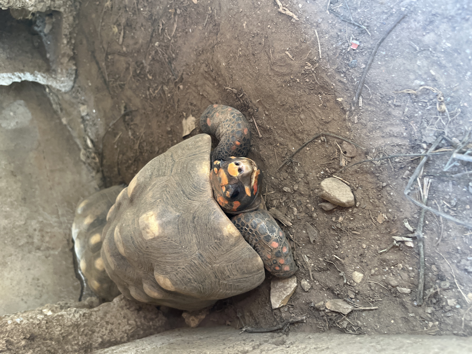 In Juan Griego, Venezuela, a red-footed tortoise is visible in its enclosure. The tortoise, with its distinctive red markings on its legs and head, is positioned in the center of the frame, partially tucked under its shell. Its head is extended, and it appears to be looking forward. The enclosure consists of a dirt floor with scattered rocks and dried plant matter. A second tortoise is visible in the background, mostly obscured. The walls of the enclosure are made of rough, natural-looking material, possibly rock or concrete.