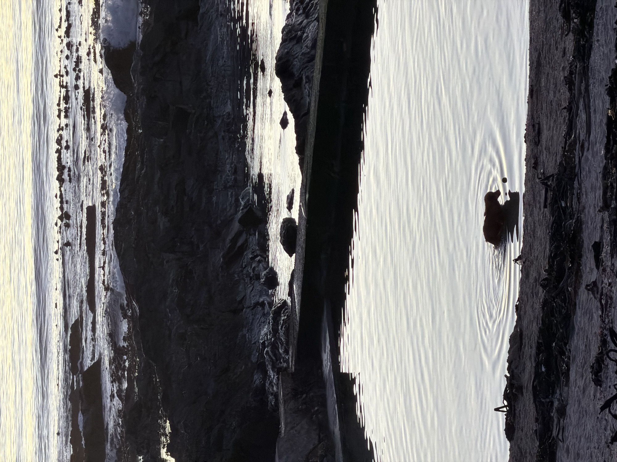 The image depicts a coastline, likely near Cape Town, South Africa, based on its rocky terrain and marine environment. The scene features a body of water, potentially the Atlantic Ocean, with a calm surface displaying subtle ripples. Adjacent to the water is a rocky coastline with dark, textured rocks, and some form of seaweed is visible. The lighting suggests either sunrise or sunset, casting soft light across the scene and creating reflections on the water. A man can be seen in the water.