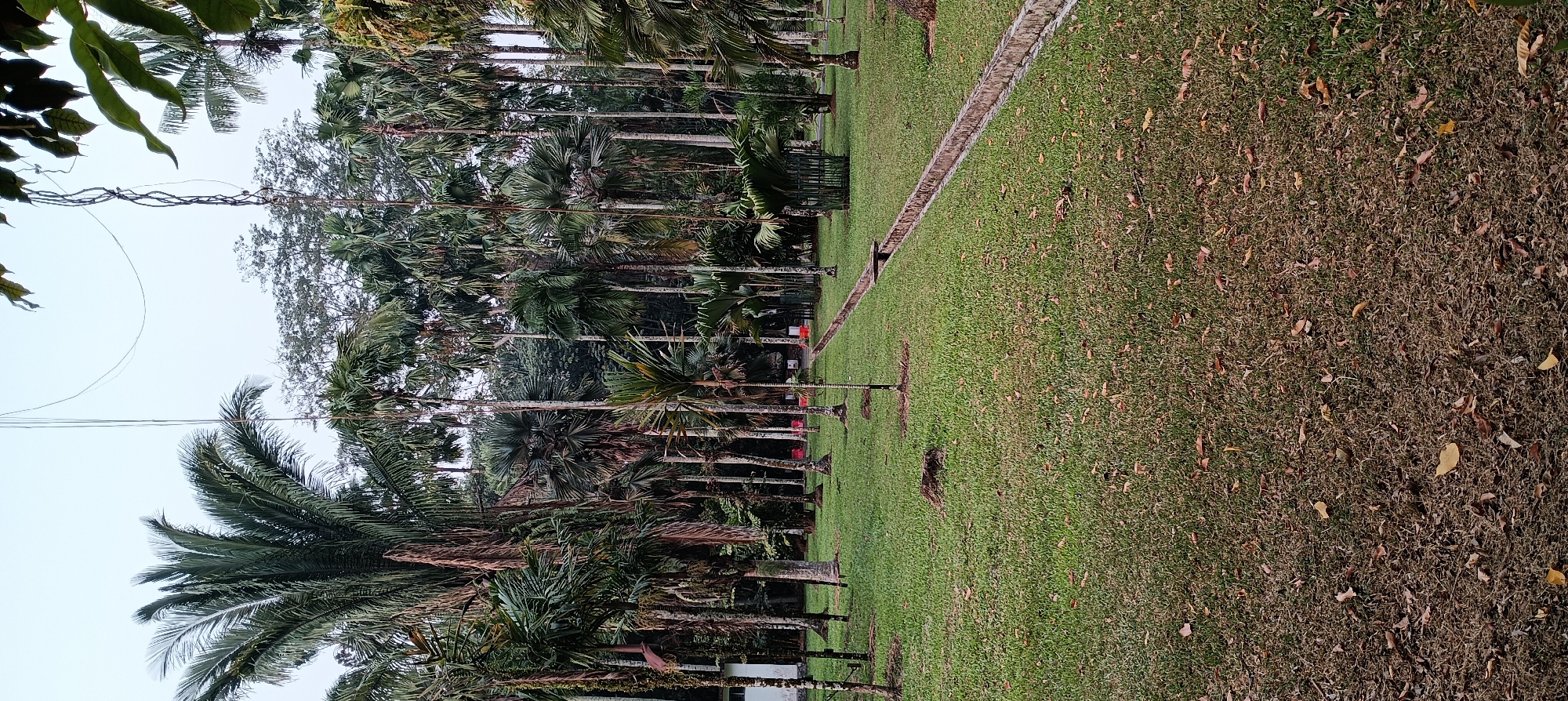 The image shows a park-like setting with numerous palm trees of varying heights and species. The ground is covered in green grass with scattered fallen leaves, particularly in the foreground. A concrete drainage channel runs diagonally across the middle ground of the image, bordered by grass. In the background, more trees and some distant structures, possibly buildings, are visible. The sky is overcast. The overall impression is a tranquil, natural environment. This scene is consistent with areas within the Bogor Botanical Gardens, a well-known botanical garden located in Bogor, Indonesia.