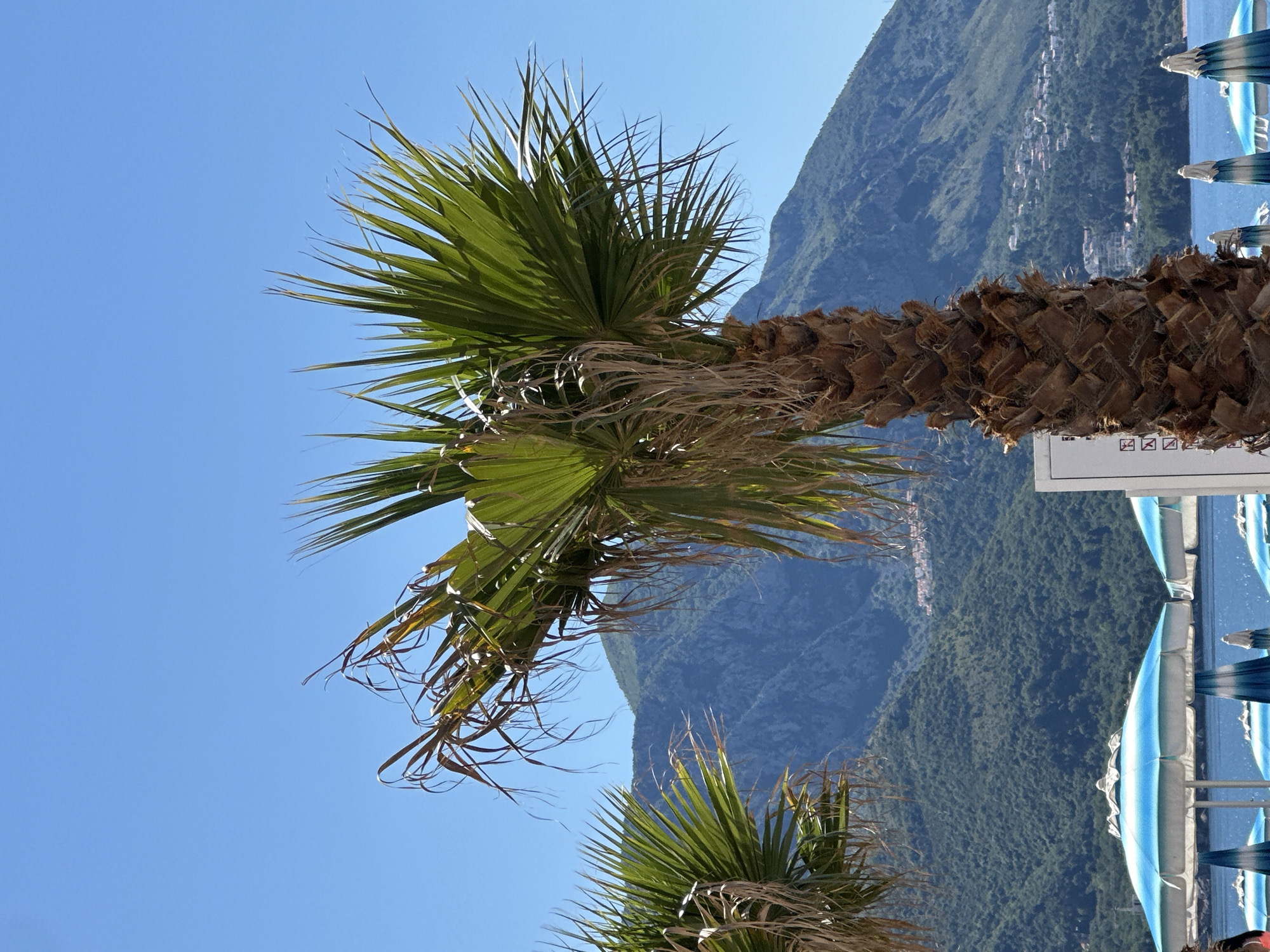 A palm tree is the focal point, with a clear blue sky visible above and behind its leaves. The trunk of the palm tree is brown and textured. In the background, a mountain range is present, with a small town visible on its slopes. Below the mountains, blue and white striped beach umbrellas are lined up along what appears to be a shoreline. The location is Boreti, Montenegro.