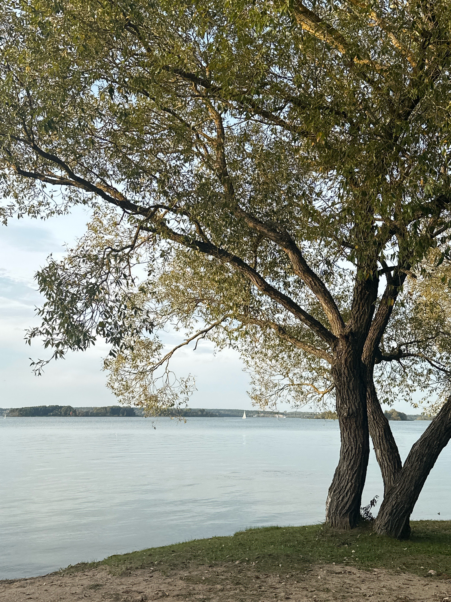 A serene, natural scene unfolds on the shore of a wide, calm body of water, likely a lake, under an overcast sky. The foreground is a sandy bank meeting a strip of green grass. Dominating the right side of the frame is a large, mature tree with a thick, gnarled trunk that splits into three main branches extending upwards and outwards, adorned with abundant green leaves. Beyond the water, a distant treeline forms a dark horizontal band, punctuated by what appear to be scattered buildings. Several small white sailboat sails are visible on the water in the distance, hinting at recreational activity. The overall impression is one of peaceful tranquility in a rural or semi-rural setting.