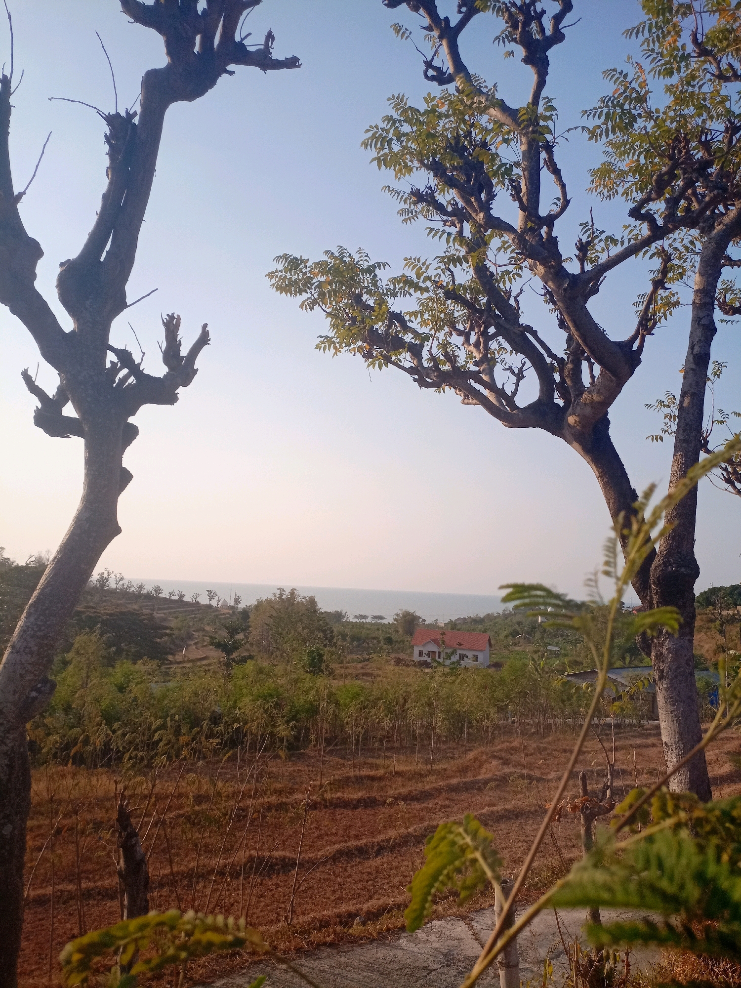 The image depicts a landscape scene with two trees in the foreground, framing a view of a small house with a red roof in the middle distance. The house is situated on a gentle slope surrounded by vegetation, and beyond that, a body of water, likely the sea, is visible under a clear sky. The terrain in the middle ground appears to be terraced or cultivated fields, with dry brown earth and sparse vegetation. The overall setting suggests a rural or semi-rural area. The image does not contain any people or specific identifiable landmarks within the city of Manggar, Indonesia.