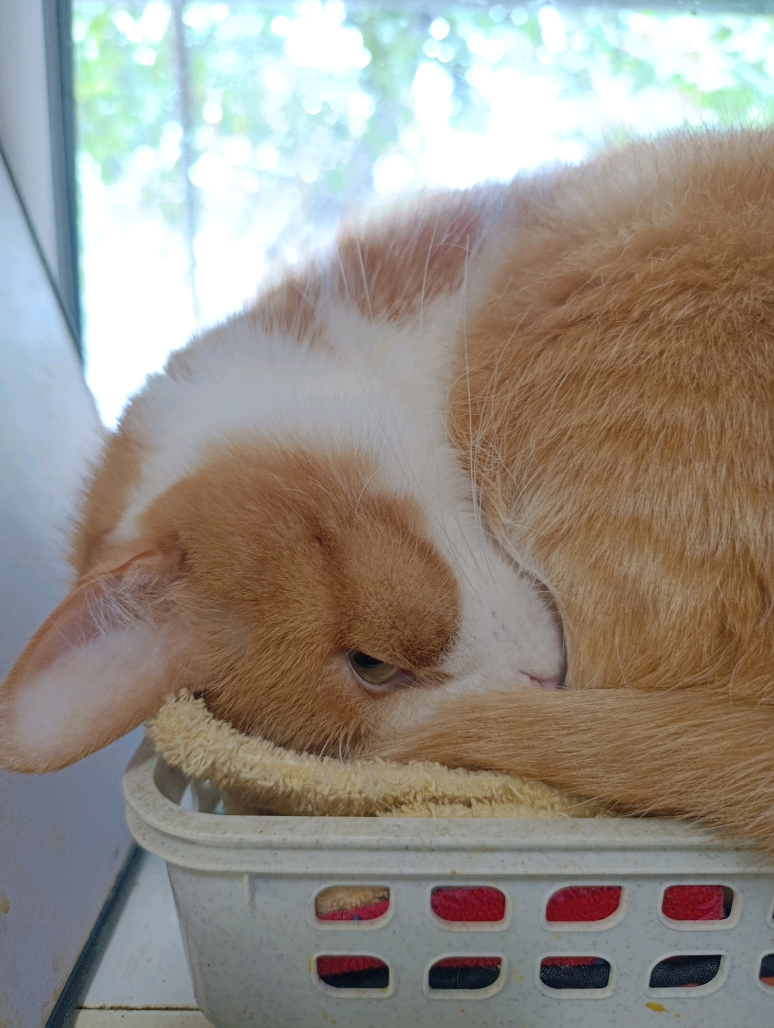 An orange and white cat is curled up sleeping in a white plastic basket. The basket is lined with a yellow towel. The cat's head is tucked into its body, with its tail wrapped around it. The cat appears to be in a home environment, possibly near a window, as evidenced by the blurred background of green foliage and light. The image is a close-up shot, focusing on the sleeping cat and its immediate surroundings. There is no indication of the location in Cherkasy, Ukraine.