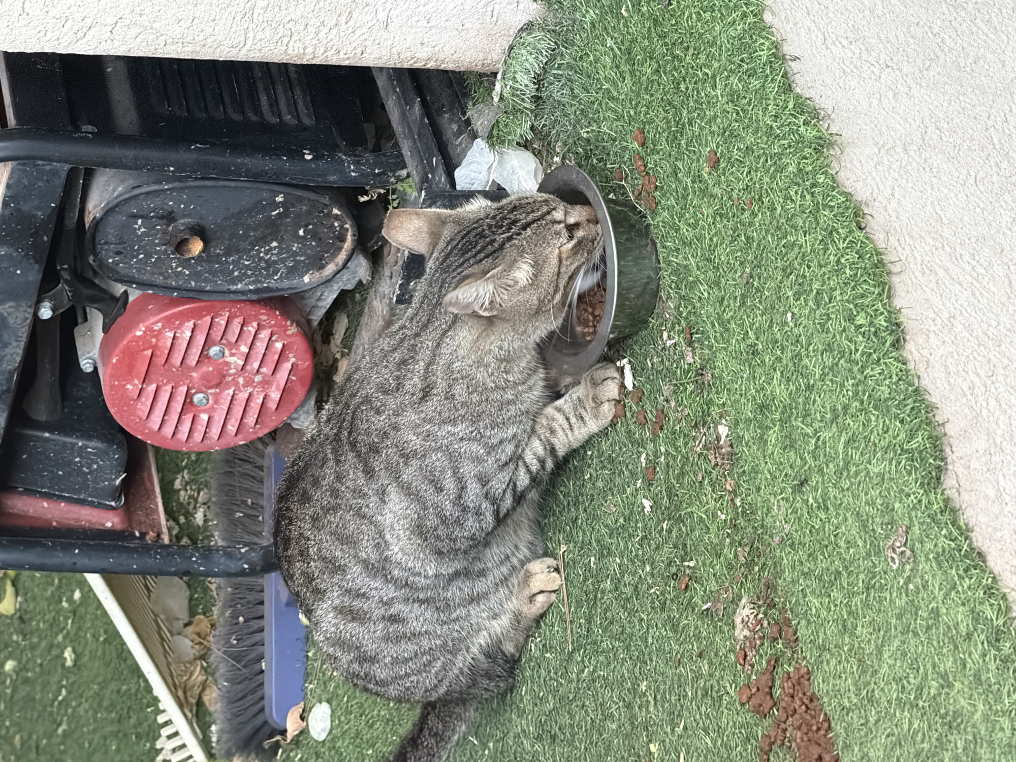 A tabby cat is eating from a metal bowl filled with kibble, placed on artificial turf. The cat is positioned in the foreground, facing a generator with a red exhaust component and a black cylindrical component. Various gardening tools, including a broom and a rake, are visible behind the cat and the generator. The environment appears to be an outdoor area, possibly a backyard or alleyway in Gedera, Israel, with a concrete structure to the right of the scene. There are scattered pieces of kibble on the turf around the bowl.