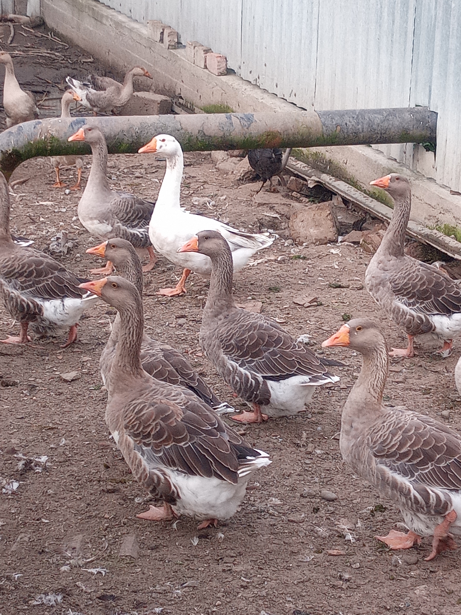 A group of geese are standing on a dirt ground near a metal pipe and a wooden fence in a rural outdoor setting. The geese are mostly gray and white, with some darker feathers. They have orange beaks and feet. In the background, there is a rough, concrete structure and some debris. The lighting suggests it is daytime.