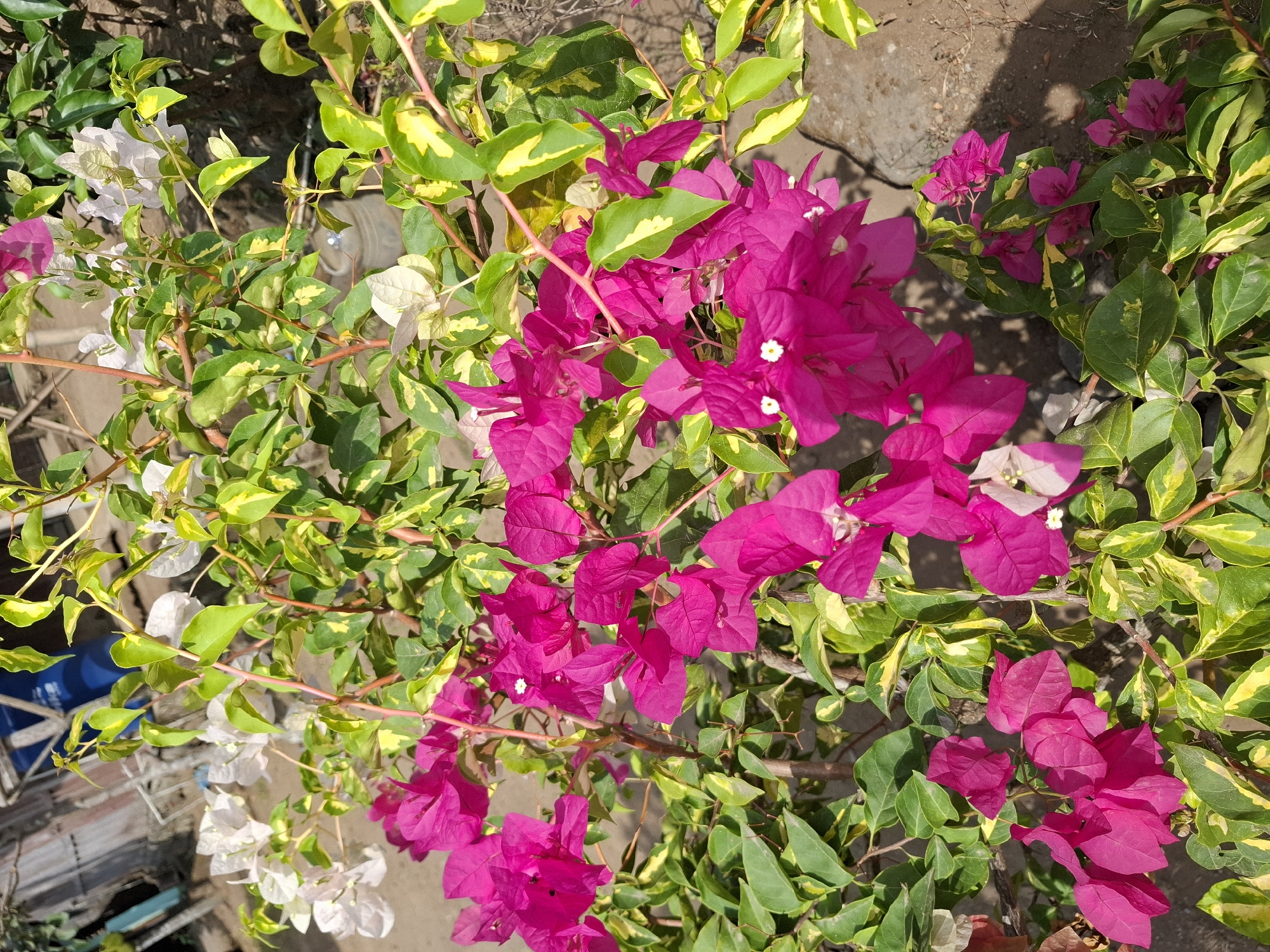 The image captures a close-up view of a vibrant bougainvillea plant with a mix of bright fuchsia and white bracts, interspersed with green and variegated leaves. The plant is growing outdoors, with a dirt or gravel ground visible in the background, suggesting a garden or roadside setting. In the blurred background, a blue plastic barrel and wooden structures can be discerned, hinting at a utilitarian or possibly residential area. The lighting suggests it is daytime, with shadows indicating sunlight. The specific location is identified as Sidomulyo, Indonesia, though there are no visible human subjects or specific identifiable landmarks within this frame to further contextualize its urban or rural placement within Sidomulyo.