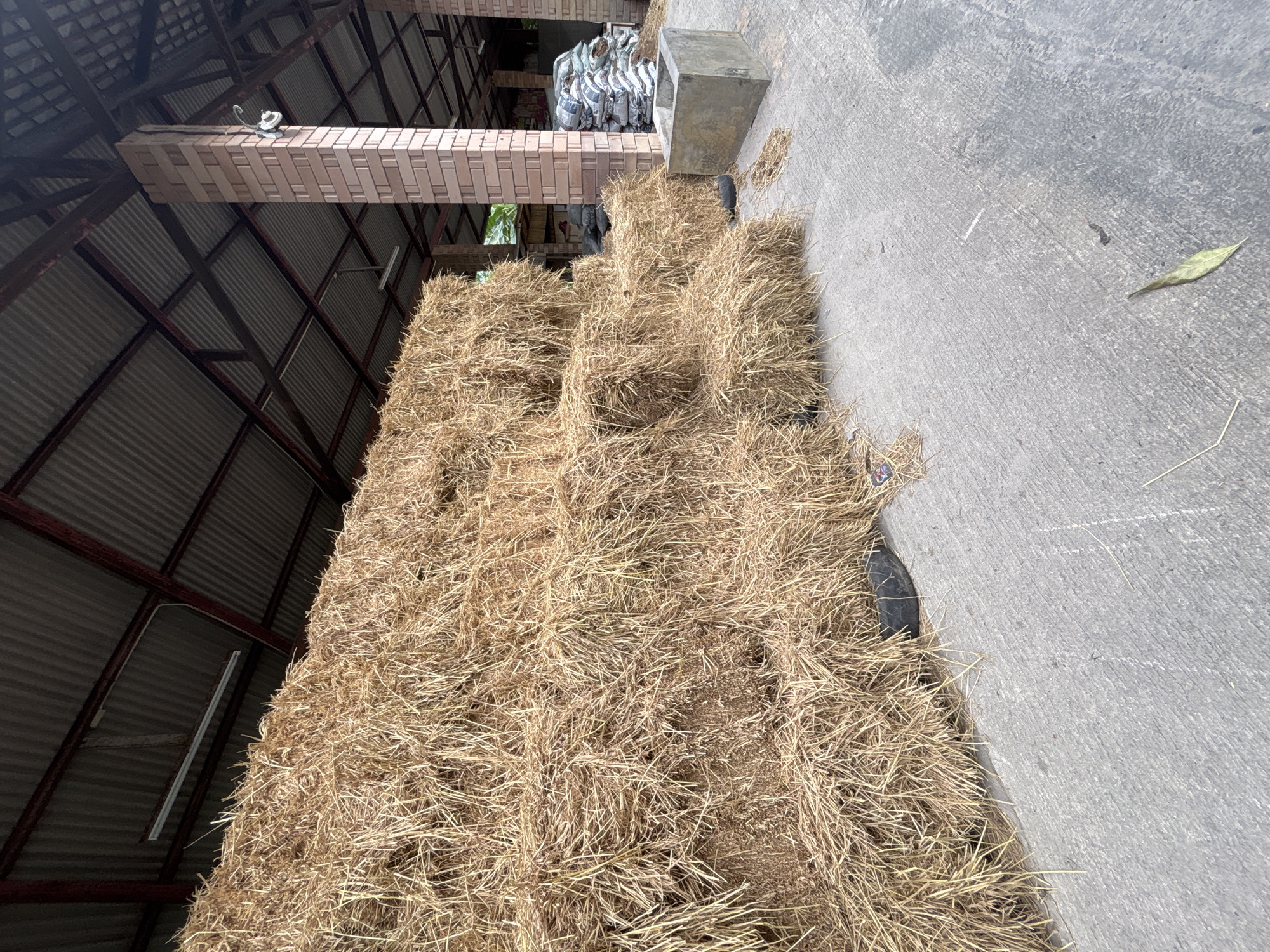 A stack of rectangular hay bales is piled inside a barn in บ้านบางรักษ์, Thailand. The hay is stacked high and to the left of the image. A cement floor is to the right, extending from the bottom of the image, diagonally up towards the upper right corner. In the back corner of the barn, at the top of the image, is a pile of white bags. The walls and ceiling of the barn consist of corrugated metal.