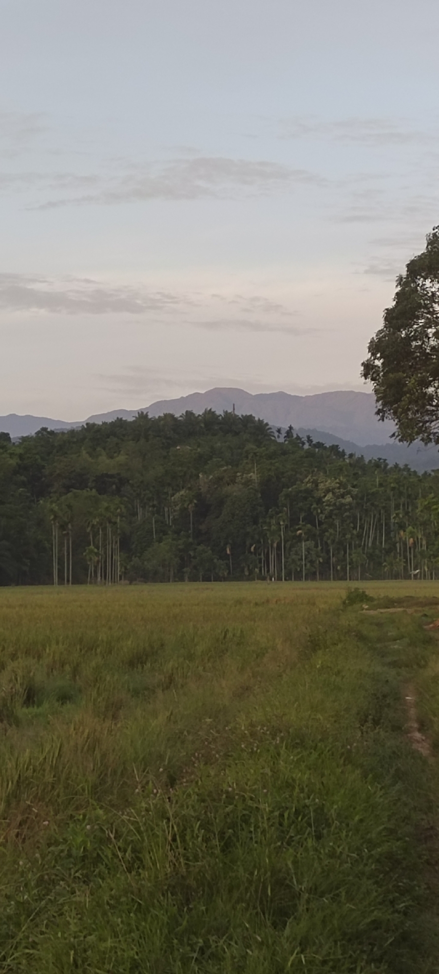 The image depicts a rural landscape in Meunasahalue, Indonesia. In the foreground, there is a grassy field with varying heights and textures of vegetation. Beyond the field, a line of dense green trees and palms marks the edge of a forest. In the distance, there are mountains with a hazy atmosphere. The sky is overcast with a light gray tone. The composition of the image places emphasis on the landscape and natural environment. There are no visible people or animals.