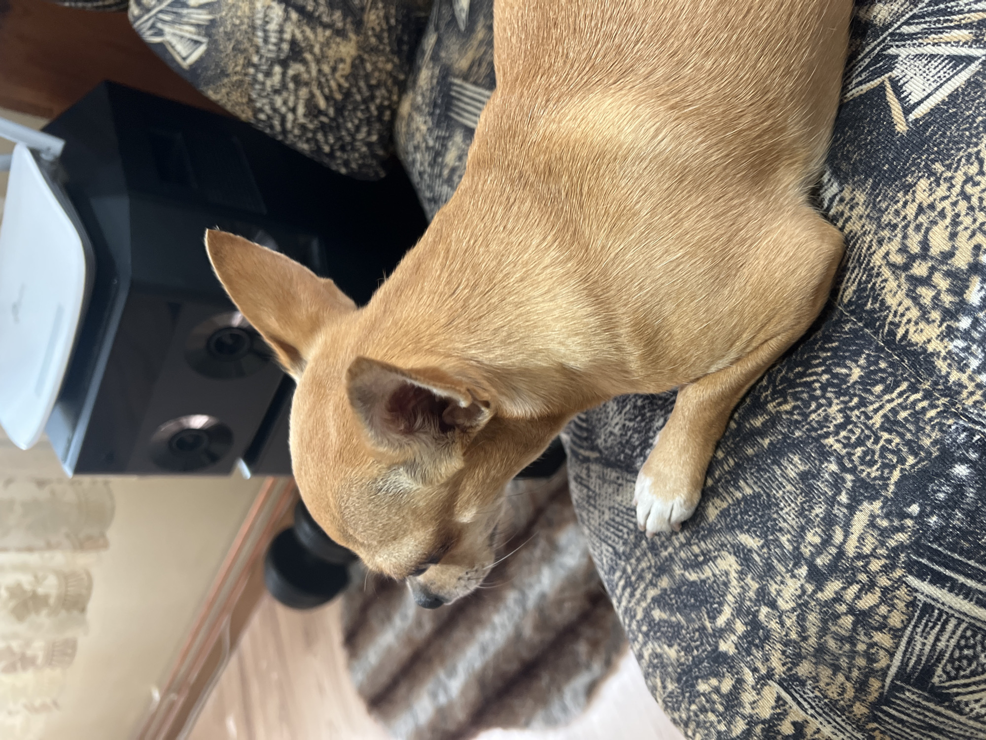 In a domestic setting, likely within a home in Karabunar, Bulgaria, a small, tan Chihuahua dog is seen resting on a patterned sofa. The dog is positioned in profile, facing left, with its head slightly lowered. Its ears are alert, and one eye is visible. A portion of its front paw, with white tips on the toes, rests on the sofa's fabric. The sofa features a dark background with an intricate, light-colored pattern. In the background, to the left of the dog's head, a blurred, brown and white striped rug is visible on a wooden floor. Behind the dog, a black electronic device, possibly a speaker or subwoofer, with circular grilles, is present. A white electronic device, likely a router, is situated on top of the black device. Curtains, partially drawn, are visible in the upper left corner of the frame, suggesting the presence of a window. The lighting appears to be natural, coming from the window area.