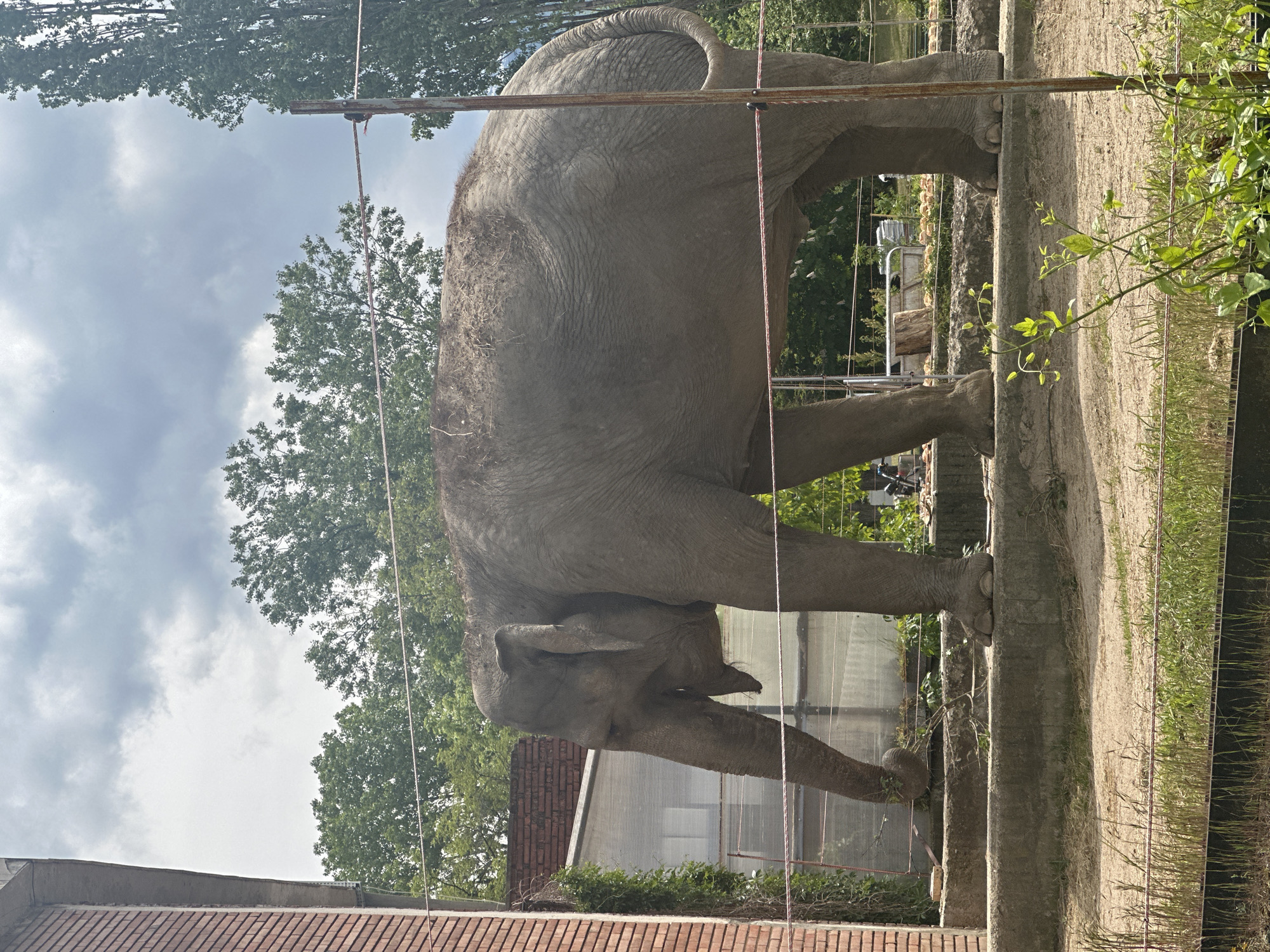 The image shows an elephant standing in an enclosure at the Sofia Zoo in Sofia, Bulgaria. The elephant is large and gray, with its trunk reaching down towards the ground. It's standing on a concrete ledge, and there are trees and vegetation in the background. A red brick building and a metal fence surround it. The sky is overcast.