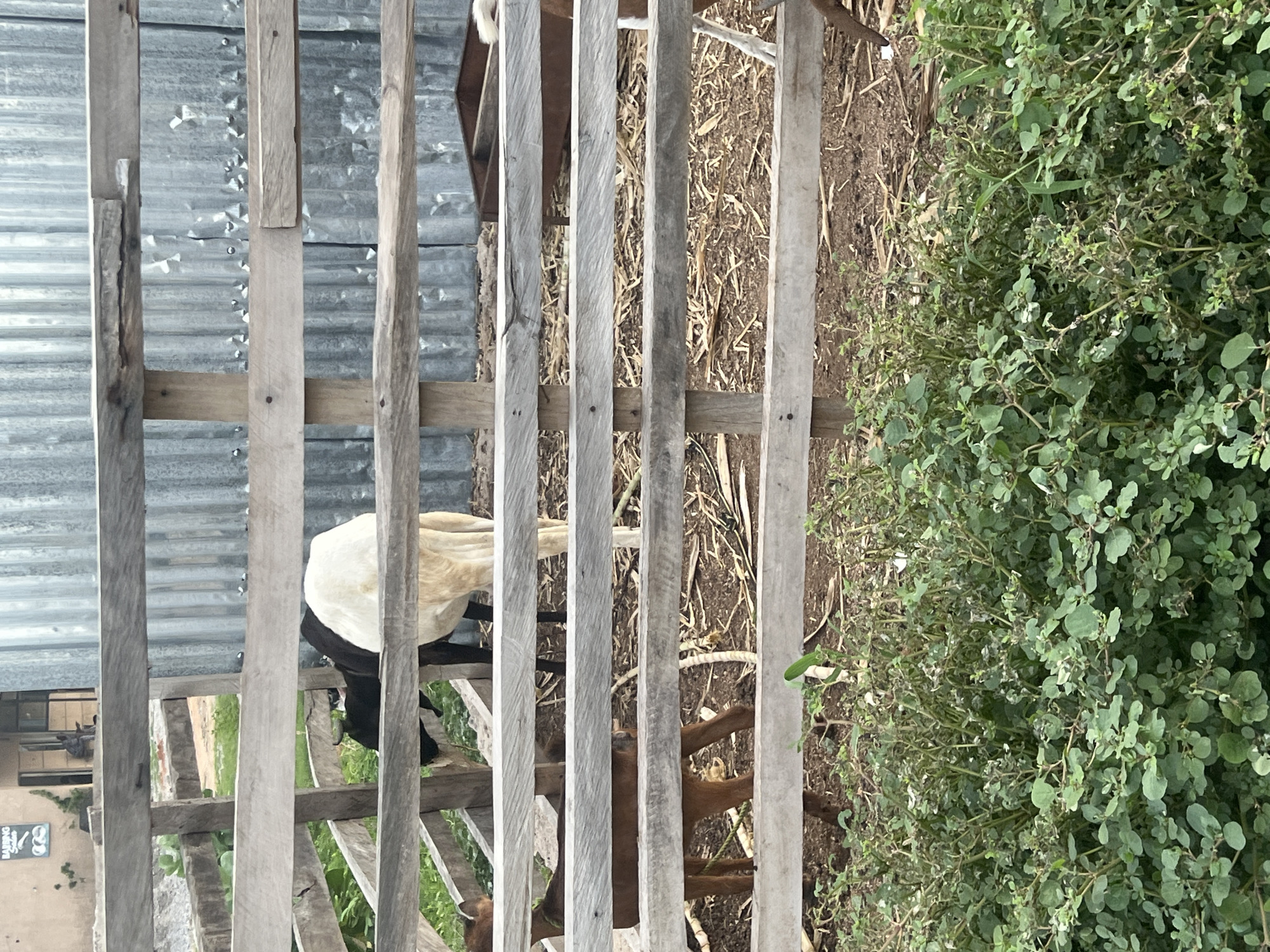 The portrait-oriented image captures an outdoor scene, likely an animal enclosure, in Jalingo, Nigeria, under bright daytime conditions. A rustic wooden fence, constructed from weathered vertical and horizontal planks, dominates the foreground.
Behind the fence, two goats are partially visible. On the left, a goat with white and black markings stands, mostly obscured by the wooden slats. Further to the right and deeper within the enclosure, a brown goat can be seen, also partially hidden. The ground directly behind the fence is covered with dry, light-brown straw or dried vegetation. To the far right, a dense area of lush green, leafy bushes and weeds grows.
In the background, behind the animals and fence, sheets of corrugated metal form part of a wall or structure. On the far left, a building with a dark window is visible. A sign affixed to this building's wall partially reads "BARBING SALOON," with additional, less legible text and graphics underneath. The scene conveys a simple, possibly rural or semi-rural setting. No specific activity is depicted beyond the goats being present in their enclosure.