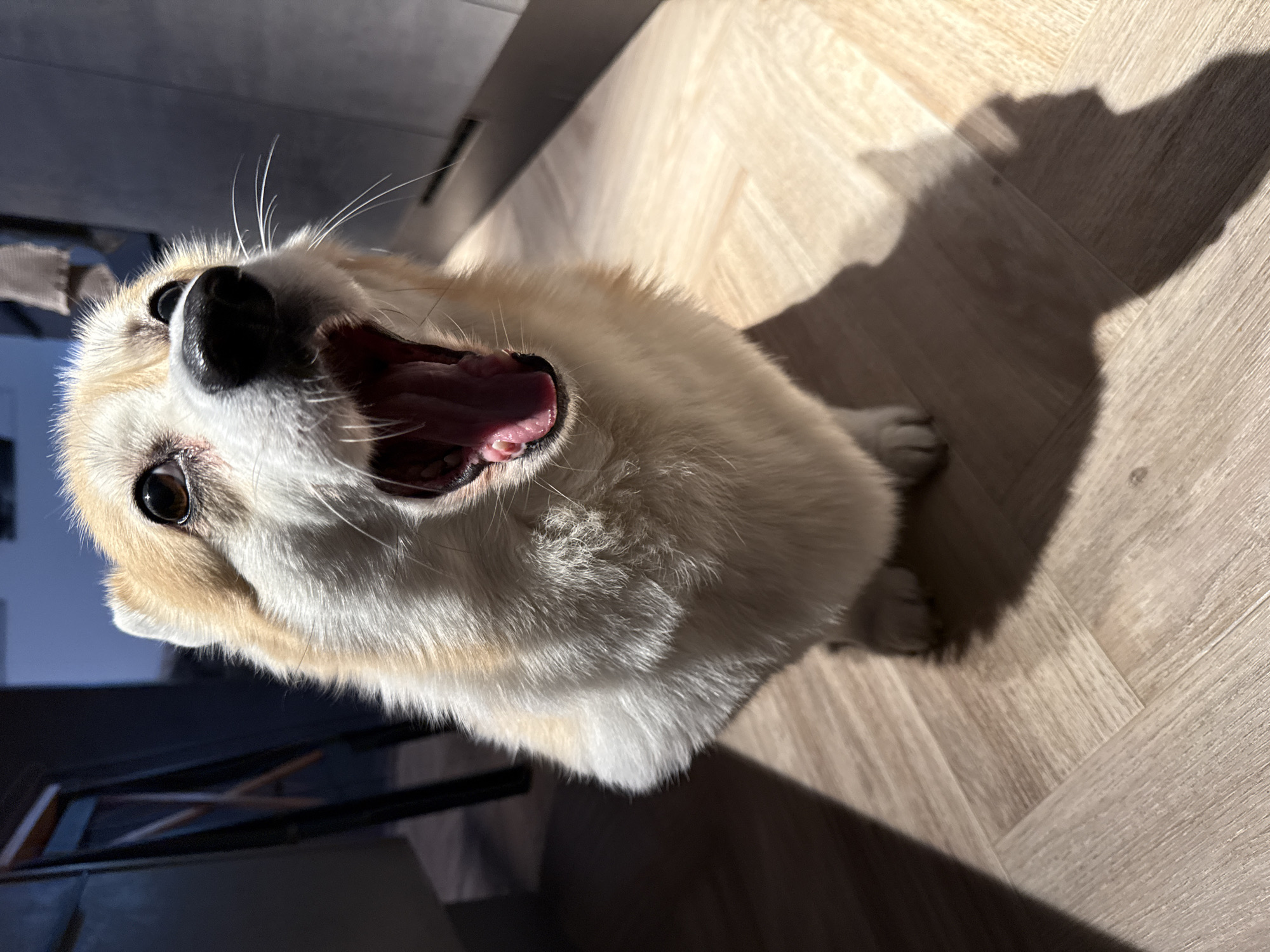 A corgi-like dog with light tan and white fur is positioned at a tilted upward angle, its mouth wide open, possibly yawning. The dog's black nose and visible teeth inside the open mouth are prominent. The background features a wood-patterned floor in herringbone style, illuminated by sunlight that creates a dark shadow of the dog on the floor. A glimpse of a dark object, possibly a chair leg, is visible in the lower left corner of the image. The environment appears to be indoors with a portion of a wall visible in the background. The photo was not taken in Krasnoyarsk, Russia.