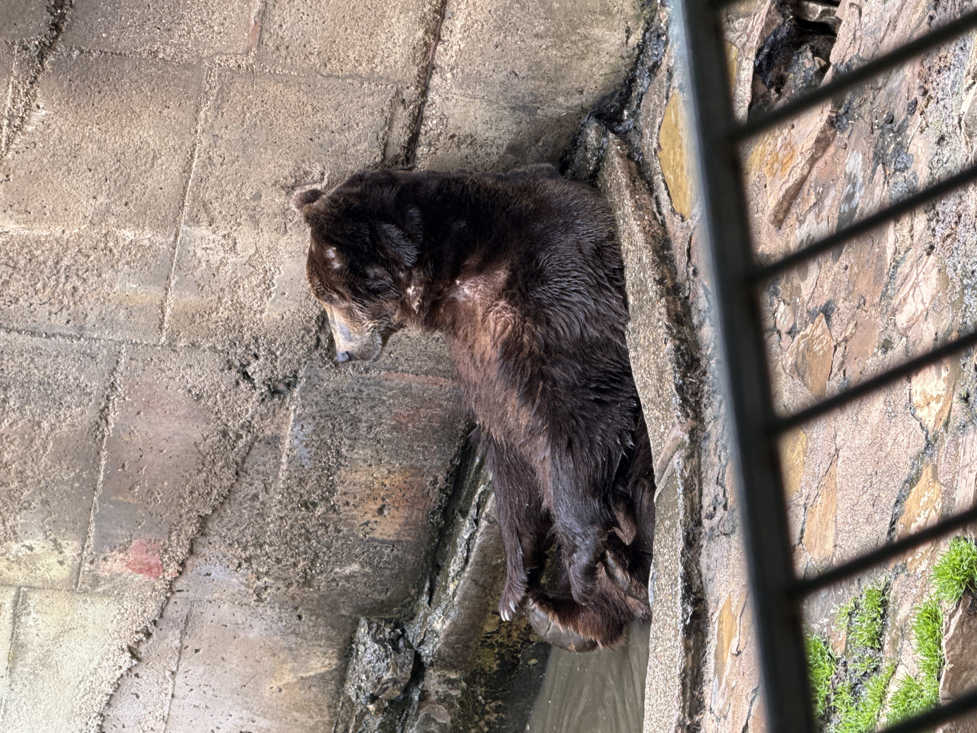 A brown bear is seen from above in what appears to be its enclosure at the Stara Zagora Zoo in Bulgaria. The bear, which seems to be wet, stands partially in water next to a concrete wall and a rough rock formation. A metal fence is visible in the right foreground. The lighting suggests an overcast day.