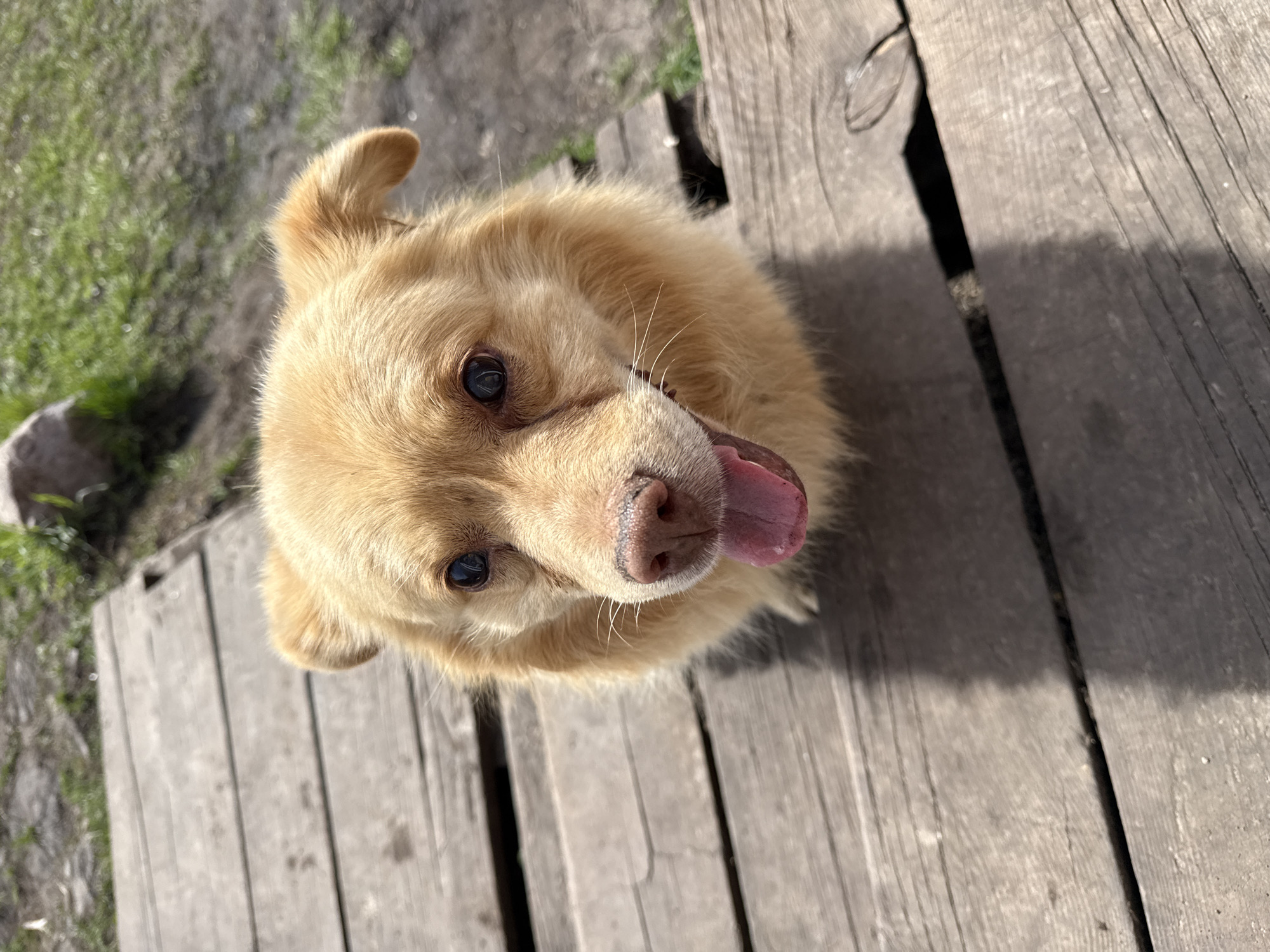 A medium-sized, golden-colored dog is positioned in the center of the image. The dog is looking directly up at the camera with its tongue sticking out. The dog is standing on weathered wooden planks. The background includes glimpses of grass and possibly dirt. The location is Tyulyuk, Russia.