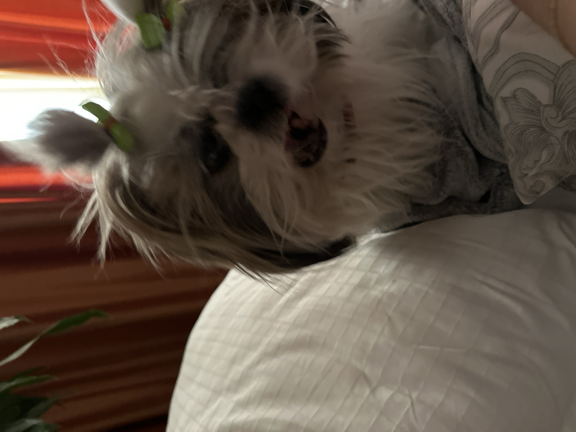 A close-up shot focuses on a small, fluffy white and gray dog with green clips in its hair, resting on a white quilted surface, possibly a pillow or blanket. The dog's face, with its black nose and dark eyes, is a central focal point. A gray fabric drapes around the dog, suggesting it is lying on someone's lap or snuggled in bedding. The background shows a blurred, orange curtain or wall. A green plant's leaves are visible in the lower left corner. The image is not taken in Tbilisi, Georgia.