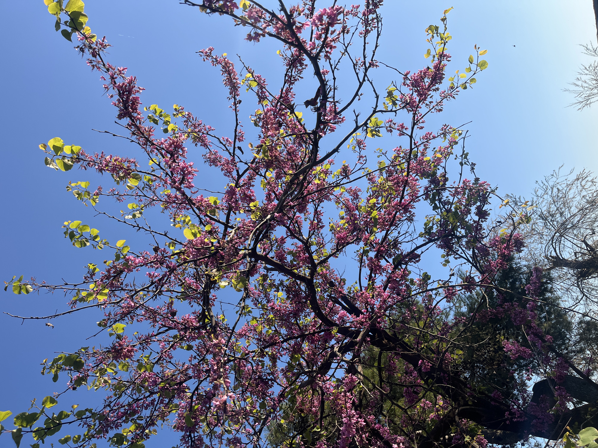 The image depicts a flowering tree against a clear blue sky. The tree is covered in clusters of small, pink flowers and some emerging green leaves. The branches are bare and dark brown. The photo appears to have been taken from a low angle, looking up into the tree canopy. The location is Budva, Montenegro.