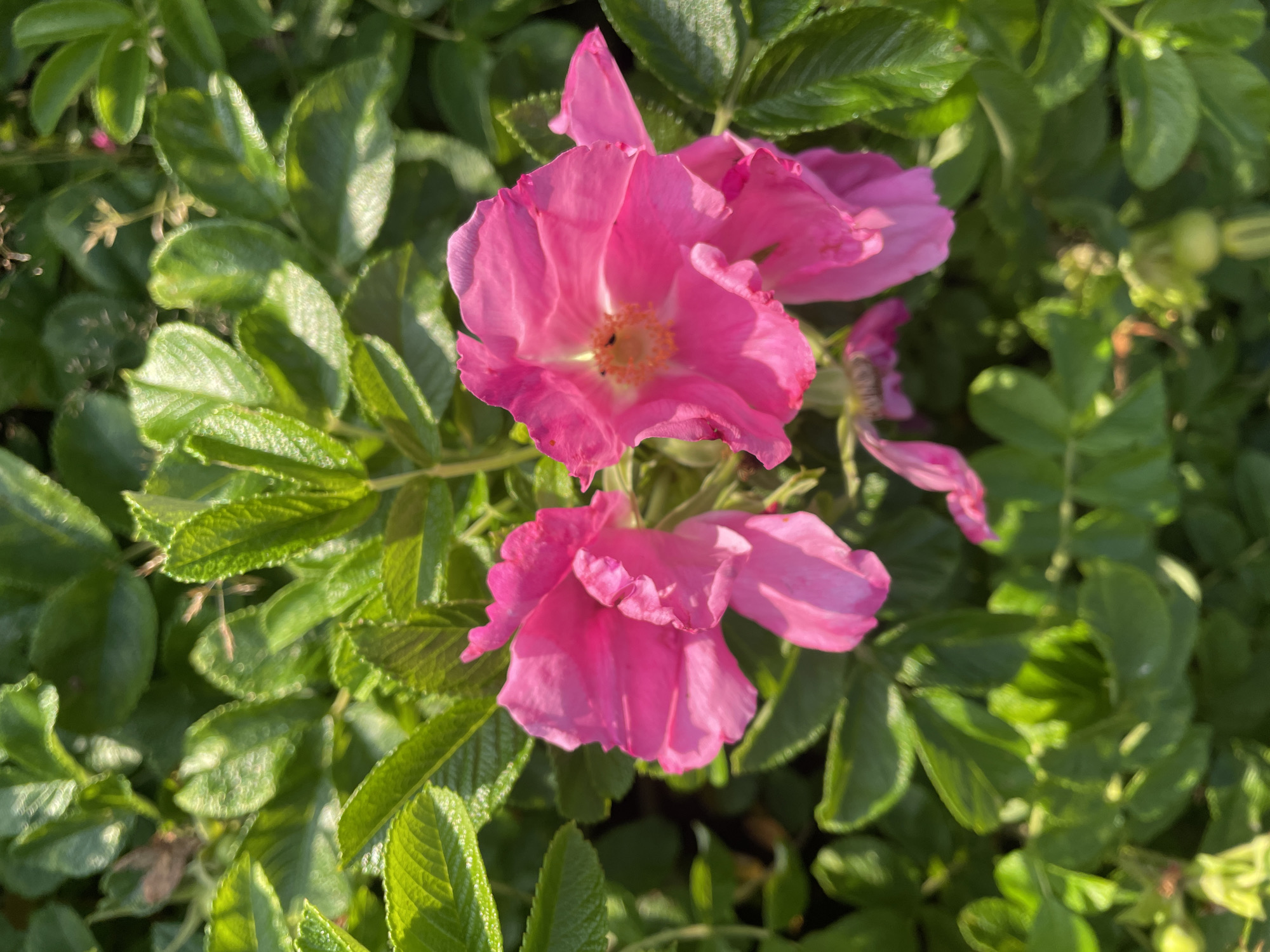 In the city of Lebyazhye, Russia, a close-up, high-angle shot captures a cluster of vibrant pink flowers, likely wild roses, amidst lush green foliage. The flowers are the focal point, with their delicate petals unfurling and displaying a bright, almost luminous pink hue. One of the flowers in the foreground reveals a darker center, speckled with small, dark specks that may be insects. The surrounding leaves are a deep green, with visible veins and a slightly textured surface. Sunlight dapples through the leaves, creating highlights and shadows that add depth to the scene. The overall impression is one of natural beauty and serene growth in an outdoor setting.