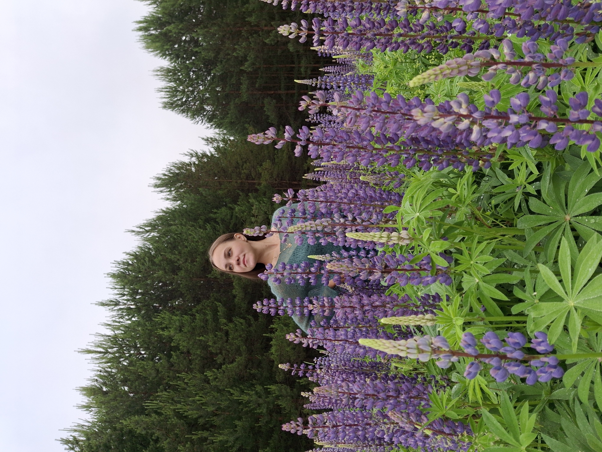 In an outdoor scene, a young woman stands in a field of tall purple lupine flowers. She is positioned in the center-right of the frame, facing left and looking upwards with a contemplative expression. She is wearing a teal, knitted, off-the-shoulder sweater and a delicate necklace. The lupine flowers, with their tall spikes of purple blooms and broad green leaves, fill the foreground and extend into the midground. Behind the flowers, a dense forest of dark green pine trees forms a backdrop against a slightly overcast sky. The scene is located in the city of Chaikovsky, Russia, likely during the late spring or summer when lupines are in bloom.