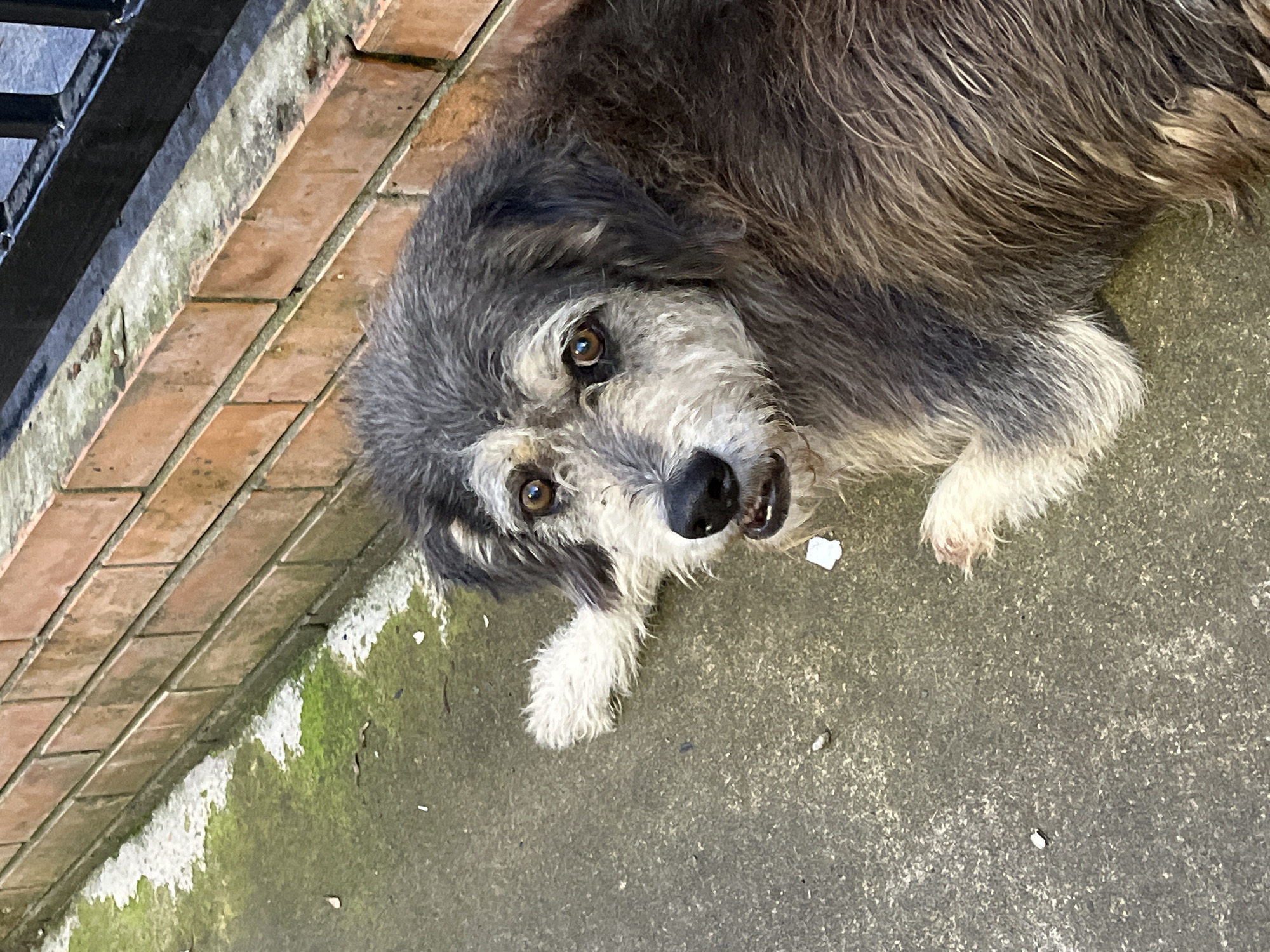 A medium-sized, scruffy dog with gray and brown fur lies on a concrete surface next to a brick wall in Ureki, Georgia. The dog's head is turned towards the camera, and its mouth is slightly open, revealing its teeth. The dog has brown eyes and a black nose. The concrete is wet in some areas and has green moss growing on it near the wall. The brick wall appears to be part of a building or fence. A black metal railing is visible at the top right of the image. The overall impression is of a candid shot taken outdoors in an urban or semi-urban setting.