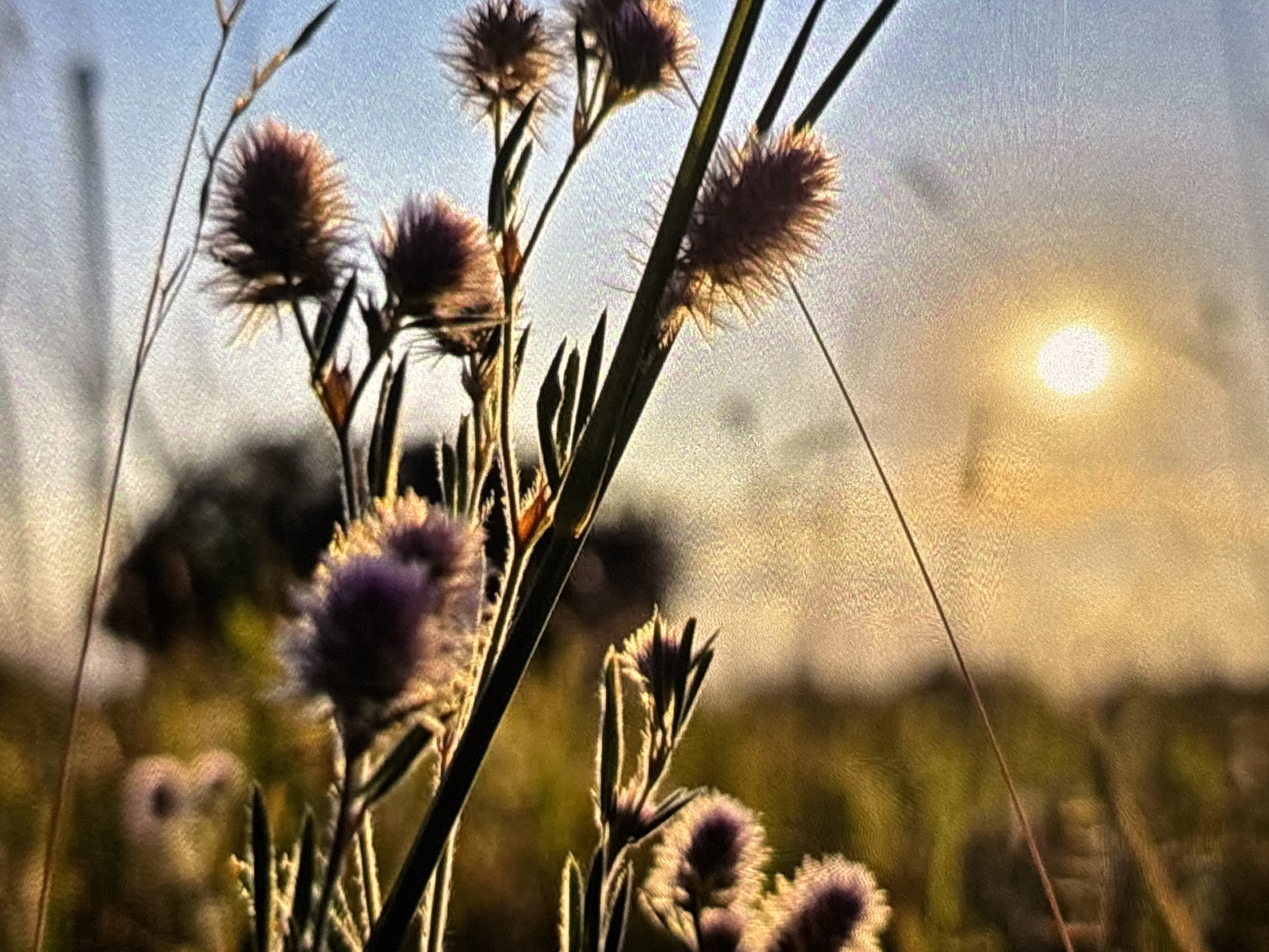 This is a close-up, back-lit photograph of several fluffy, spiky seed heads or flowers against a sky transitioning from light blue to a warm golden hue. The sun, a bright circular orb, is prominently visible on the upper right side of the frame, casting a warm glow and creating strong backlighting.
The primary subjects are various plant structures. In the foreground and mid-ground, numerous fuzzy, purplish-brown seed heads or flowers are silhouetted or rim-lit by the sunlight. Their spiky textures are emphasized by the light. Slender stems and blades of grass, also back-lit, crisscross the composition, adding depth and detail.
The background is softly out of focus, showing blurred shapes of green and brown foliage, suggesting a natural outdoor setting like a field, meadow, or garden. The overall light indicates either sunrise or sunset, commonly known as the "golden hour," due to the low angle of the sun and the warm, soft light it casts. The weather appears clear.
There is no discernible activity taking place, as it is a static nature photograph. No people or man-made objects are visible. No text is present in the image. While the location context is Wolverhampton, United Kingdom, the image itself does not contain specific visual cues to identify this particular location, presenting a generic natural scene found in many outdoor environments.