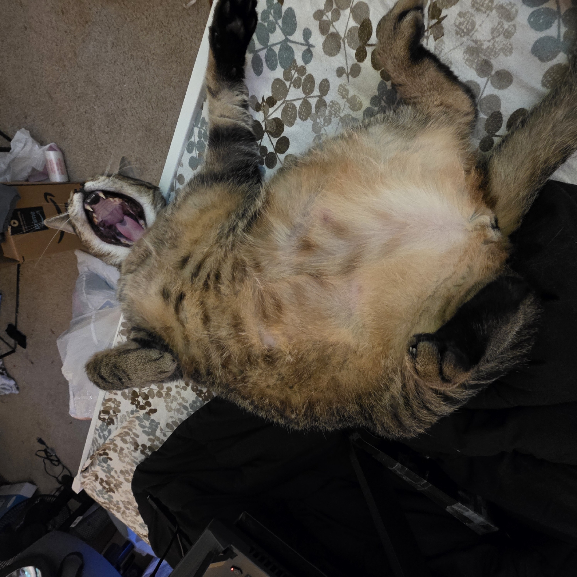 A tabby cat is sprawled on its back on a bed with a floral pattern. The cat's mouth is wide open in a yawn, revealing its tongue and teeth. Its paws are extended, one resting on its chest and the other to its side. The background is cluttered with various items, including a cardboard box, plastic bags, and what appears to be a computer setup. The scene suggests a relaxed and informal indoor environment. The specific location in Portland, United States of America, cannot be determined from the image alone.