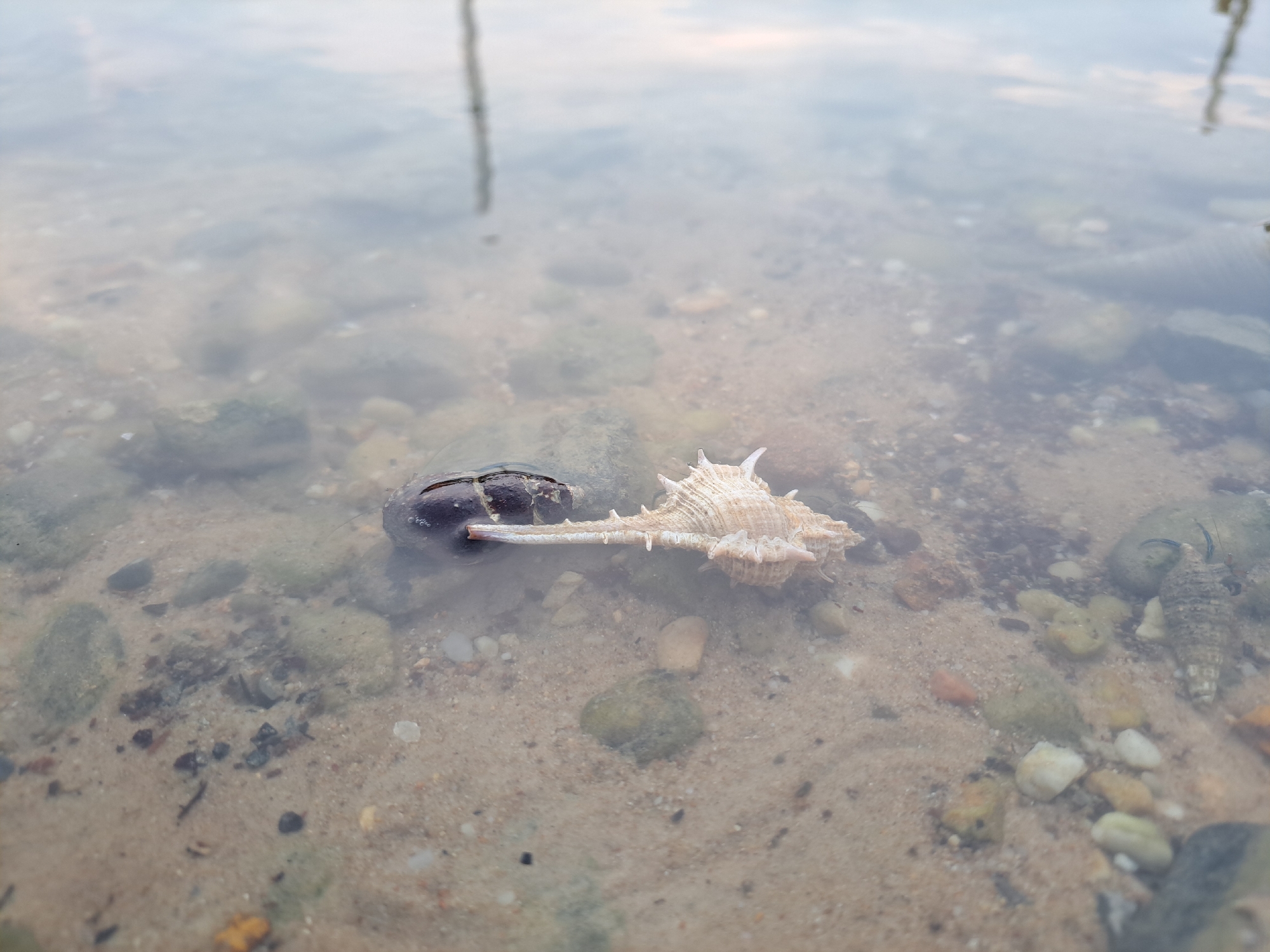 The image shows a shallow body of water, likely the coast of Langsa, Indonesia. The seabed is composed of sand and small stones, with some larger rocks visible. In the foreground, two seashells are partially submerged. One is a dark, round shell, possibly a limpet or a barnacle, and the other is a lighter-colored, spiky seashell. The water is clear enough to see the seabed and the shells clearly. Reflections of the sky and possibly some vegetation are visible on the water's surface. The overall impression is a serene, natural coastal scene.
