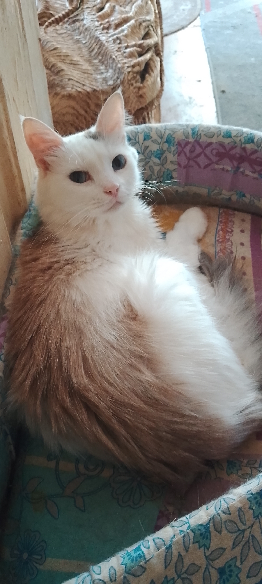 In Belgorod, Russia, a medium-shot indoor photograph captures a white and ginger long-haired cat resting comfortably in a patterned pet bed. The cat, positioned centrally, is oriented towards the viewer, with its body angled to the left and its head turned slightly to the right. Its eyes are open, and its gaze is directed away from the camera. The cat's fur is predominantly white, with ginger markings on its back and tail. Its left ear exhibits a small grey spot. The pet bed has a colorful, patterned fabric lining, featuring floral motifs in shades of blue, purple, and yellow. The background is softly blurred, but hints of textured material and a wooden element are visible, suggesting an indoor domestic setting. The lighting is natural, casting gentle shadows and illuminating the cat's fur.