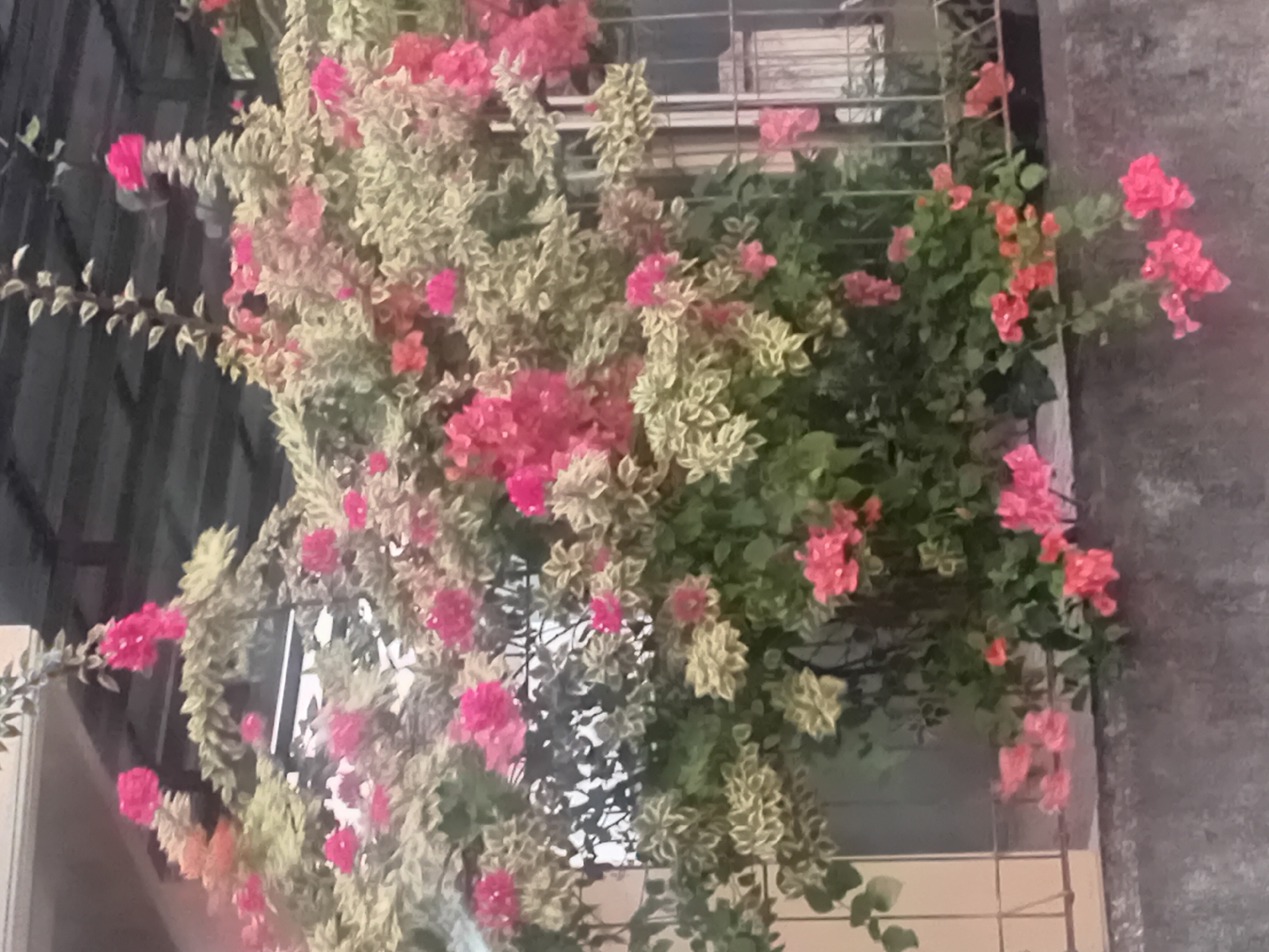 The image shows a close-up of a vibrant bougainvillea plant with numerous pink and red bracts, interspersed with variegated green and cream leaves. The plant is lush and appears to be growing in a pot or along a wall. Behind the plant, a metal fence is visible, suggesting it might be a balcony or a garden area. The background is blurred but hints at a building structure with a roof. The overall scene conveys a sense of abundant floral growth and an outdoor urban setting. It is impossible to determine the specific location within Besito, Indonesia, or identify any people or actions.