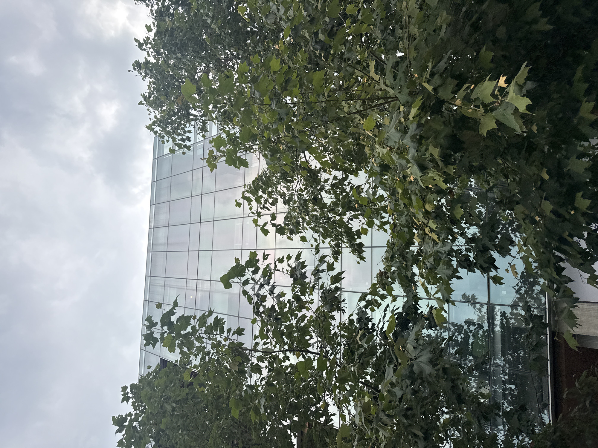 The image shows a low-angle view of a glass-clad building partially obscured by tree branches. The building has a grid-like pattern created by the window panes. The sky is overcast. The photograph was taken in Mexico City, Mexico.