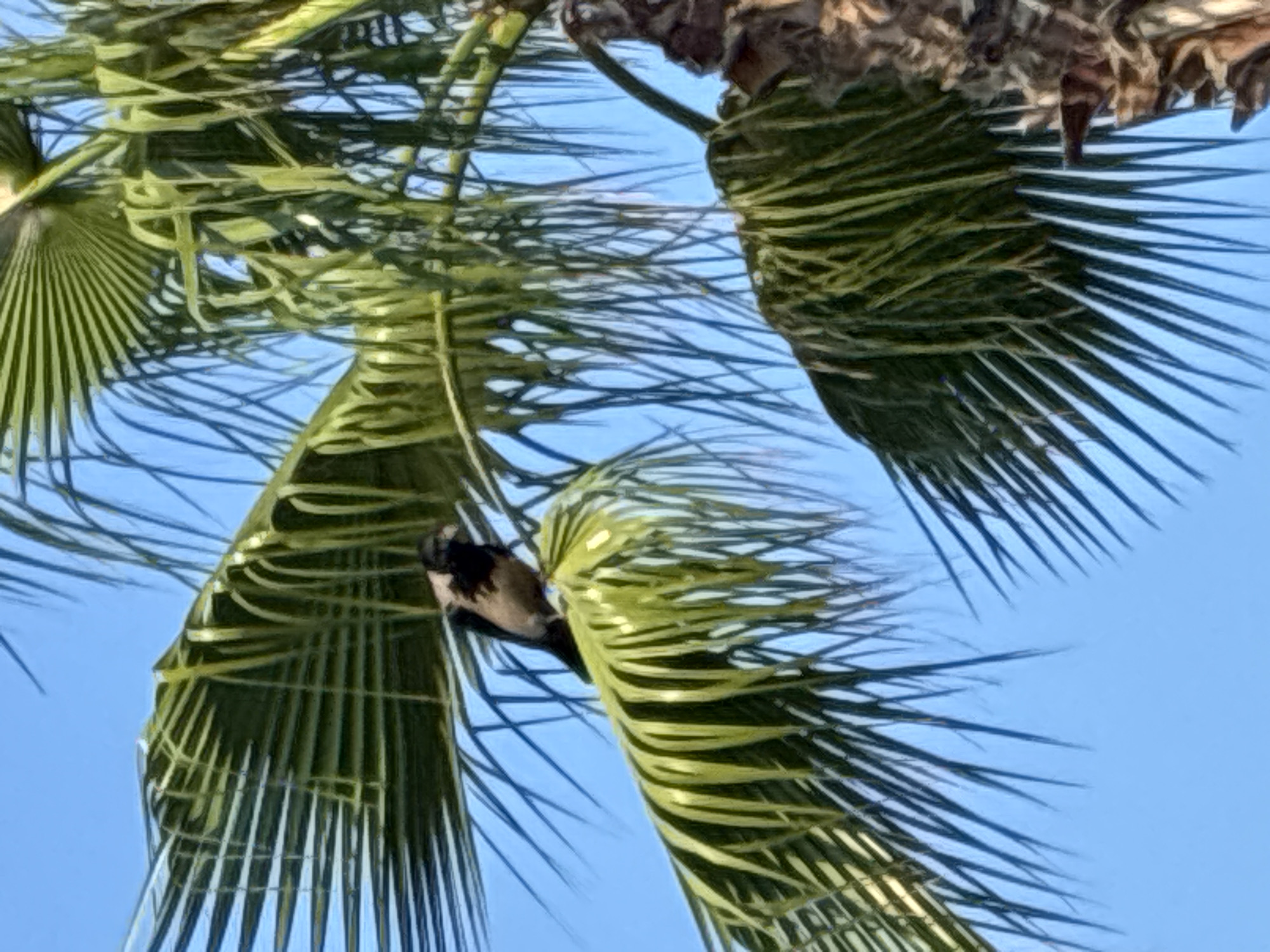 A bird is perched on a palm tree. The bird is dark gray with lighter gray feathers on its back and chest. It has a black beak and black eyes. The bird is positioned on a large, green palm frond, which is curved downwards. Behind the palm frond, the sky is a clear blue. The trunk of the palm tree is visible on the right side of the image, with its rough, brown bark. The image appears to have been taken outdoors, likely in a warm climate, consistent with Alanya, Turkey.