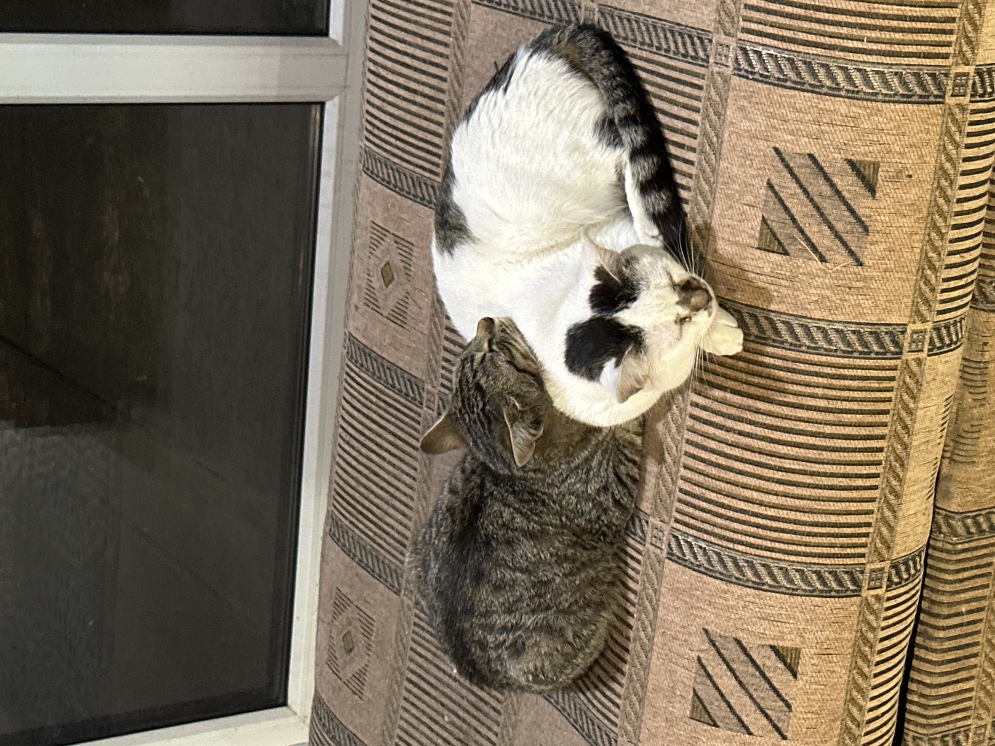 The image shows two cats lying on a patterned fabric, likely a couch or cushion. One cat is a tabby, and the other is white with black markings. The fabric is brown and beige with a striped and geometric pattern. A window with dark glass is visible to the left. There is no information to confirm this image being in Kursk, Russia.