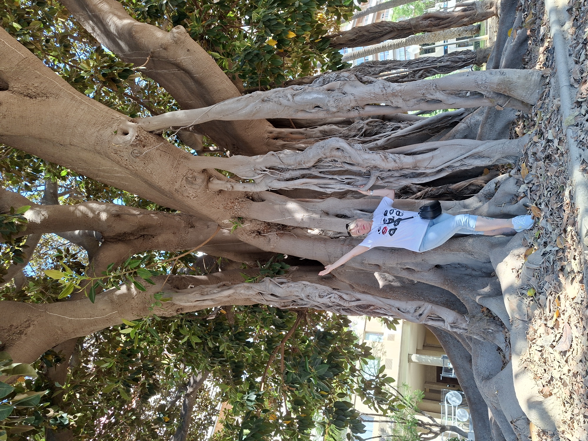 A full shot, captured from a low angle, shows a woman posing beneath a mature Ficus tree with expansive aerial roots. The woman, wearing a white t-shirt with black graphic prints, light blue jeans, and white sneakers, stands with her left arm raised and her right hand resting on the tree trunk. A black crossbody bag is visible on her right hip. The Ficus tree dominates the frame, its thick, gnarled trunk and numerous buttress roots creating a textured, almost sculptural base. The aerial roots hang down like thick ropes, some reaching the ground and intertwining with the exposed root system. Lush green foliage from the tree canopy provides dappled shade. In the background, a multi-story building with light-colored walls and balconies is partially visible, along with palm trees and other vegetation. The ground is covered with fallen leaves and debris. This scene is located in the Parque de Canalejas in Alicante, Spain, a well-known area for its impressive Ficus trees.