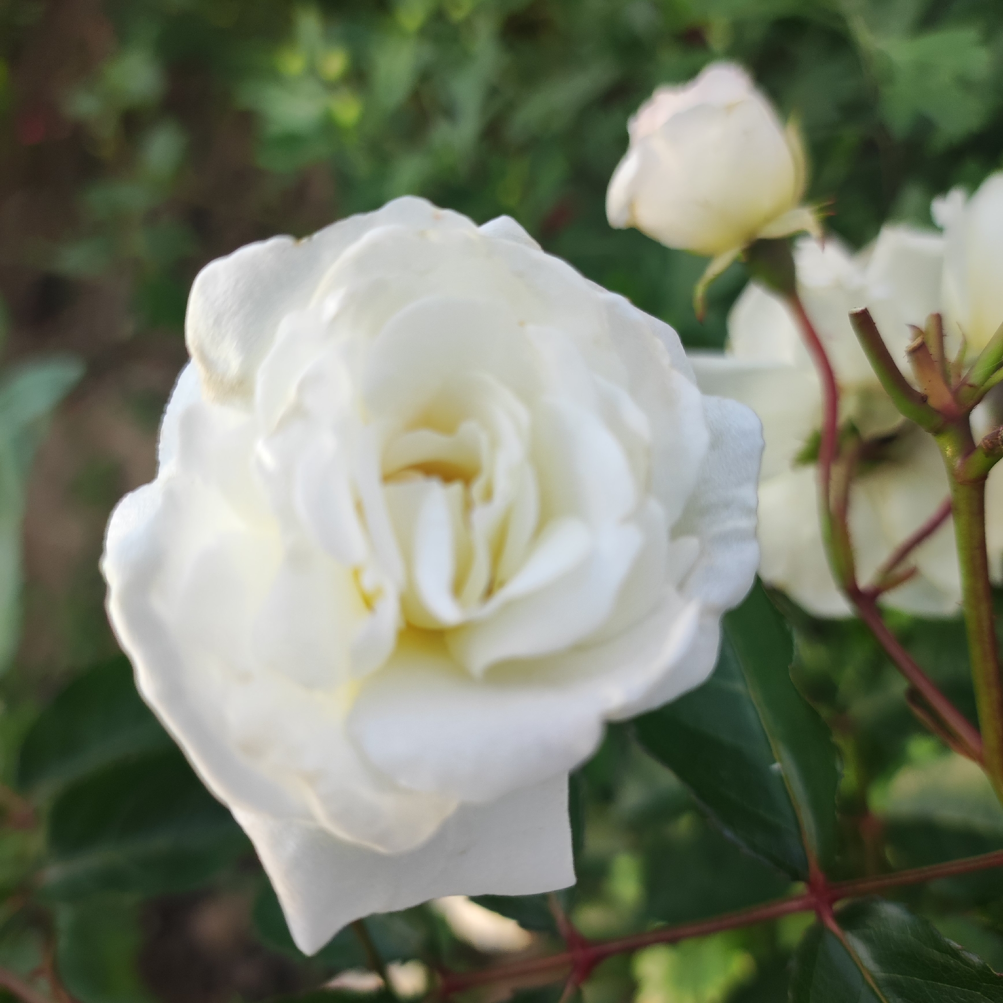 A close-up, slightly blurred photograph captures a white rose in full bloom. The rose is the primary subject, positioned in the center of the frame. Its petals are delicate and layered, with a hint of yellow in the center. To the upper right, a smaller, unopened white rosebud is visible. The background consists of out-of-focus green foliage and hints of darker brown. The scene appears to be in a garden setting. There are no people or specific landmarks to indicate a location within Navoloki, Russia. The image is a naturalistic depiction of a rose in bloom.