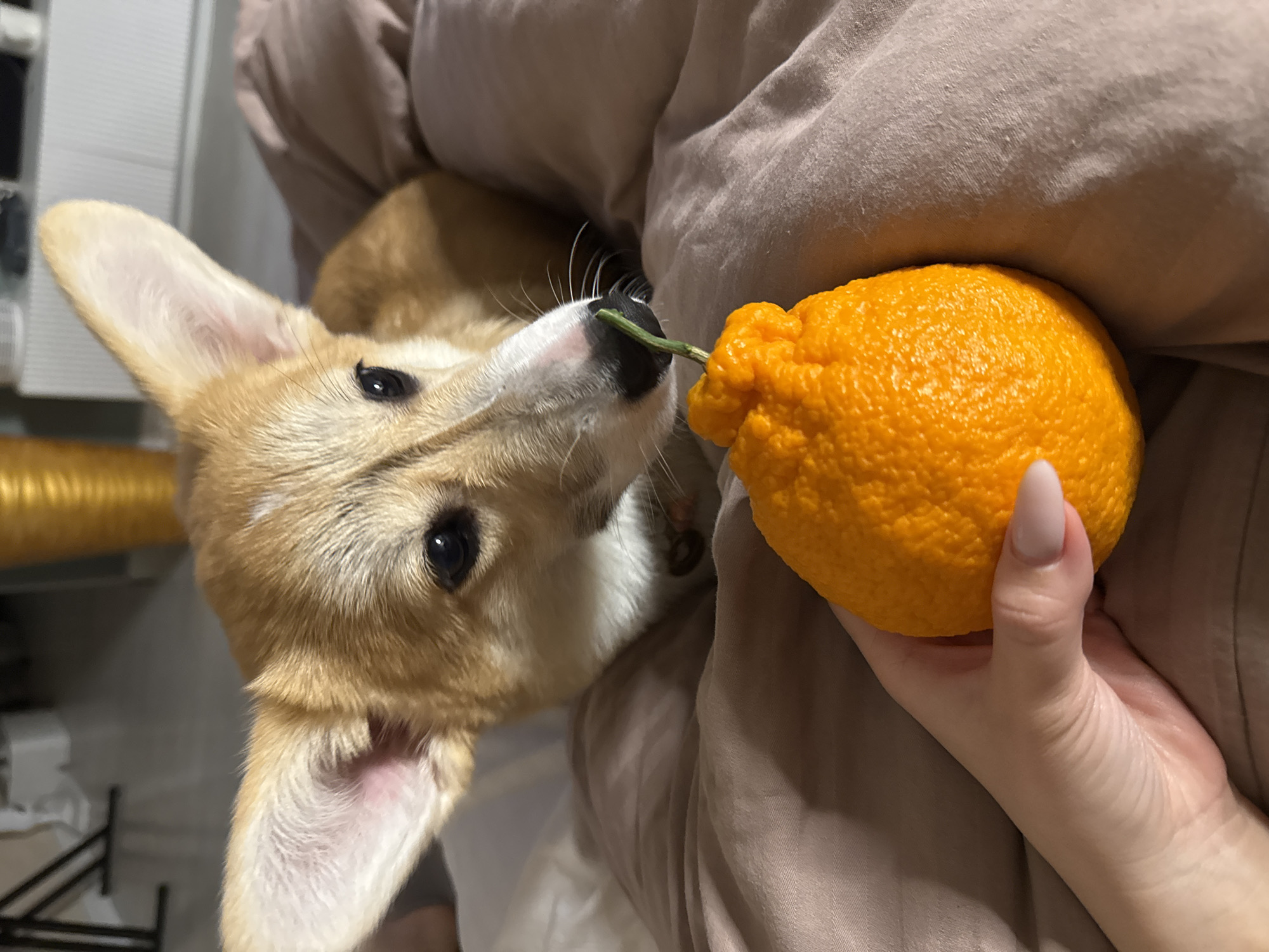 A corgi puppy lies on a beige bed under a blanket, with its head near an orange citrus fruit held in a person's hand. The puppy's nose touches a green stem attached to the fruit. The location is Chaikovsky, Russia.