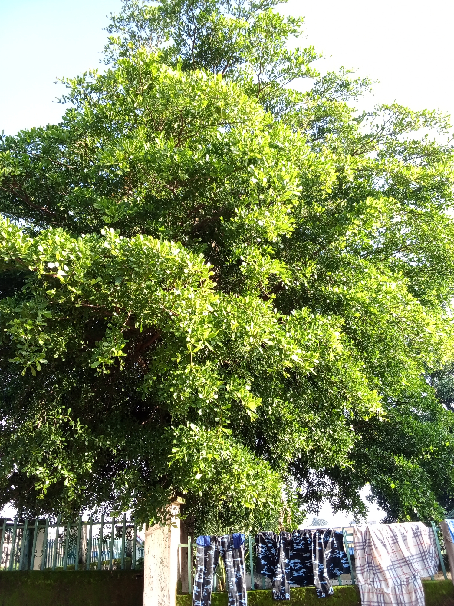 The image captures a vibrant green tree with dense foliage, filling the upper portion of the frame. Sunlight filters through the leaves, creating bright highlights and casting shadows. In the foreground, a pale green metal fence runs horizontally, with a low wall topped with moss underneath it. Behind the fence, a building with a light-colored facade and blue decorative elements is partially visible. A pillar of rough, light-brown stone stands to the right of the fence. Hanging on the fence are several pieces of clothing, including patterned trousers with a camouflage design and a plaid blanket or sheet. The scene appears to be outdoors in a residential or communal area, likely in Jos, Nigeria, given the context. The sky above is a pale, clear blue.