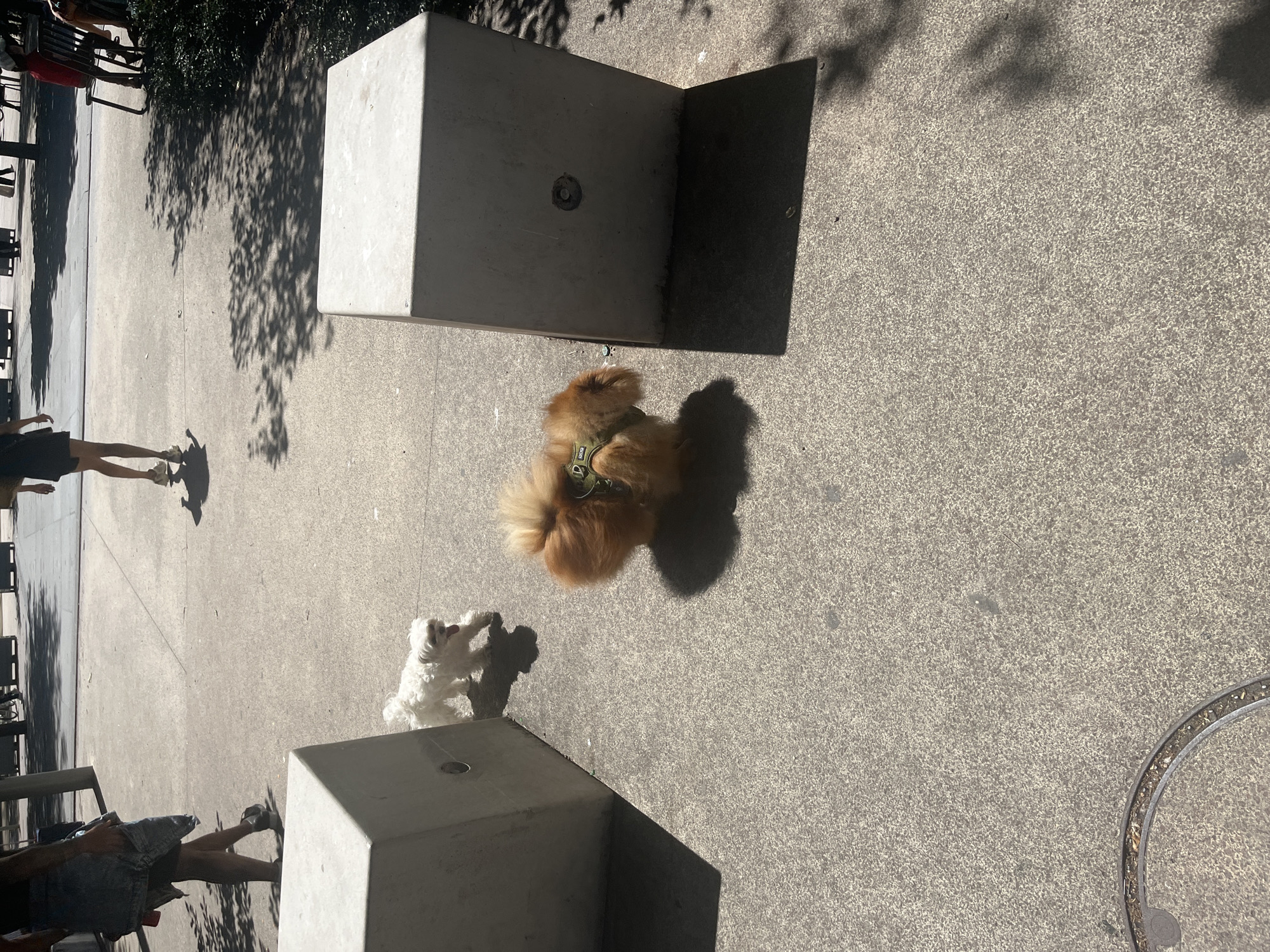 Two dogs are on a paved walkway in a sunlit urban area, possibly in Paris, France. In the foreground, a small, fluffy, light brown dog with a green harness is walking away from the camera, casting a distinct shadow. To the left and further back, a small white dog with its tongue slightly out is facing the camera. In the background, a person is walking away from the camera, wearing a dark top and a denim skirt. Another person is partially visible walking away in the distance. The environment consists of a light gray concrete walkway with two large, light gray, cubic concrete structures or planters. Shadows from trees are cast across the walkway, indicating an outdoor setting.